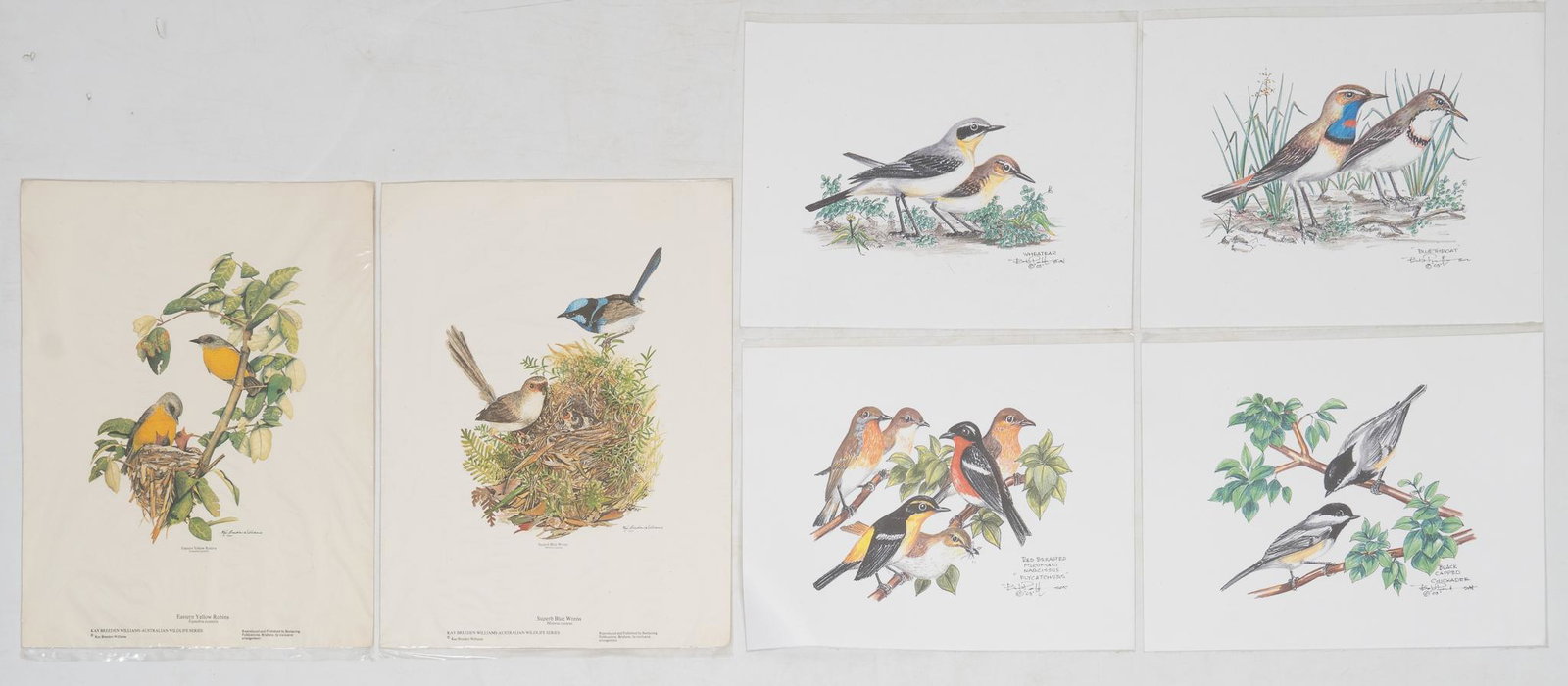 Rob Patterson & Kay Breeden Williams, Lot of Land Bird Pencil Drawings and Prints (6), 2003: Bob Patterson & Kay Breeden Williams, lot of land bird pencil drawings and prints (6), 2003, depicting the Black Capped Chickadee, Flycatcher, Wheatear and Bluethroat, Blue Wren and Yellow Robin, 