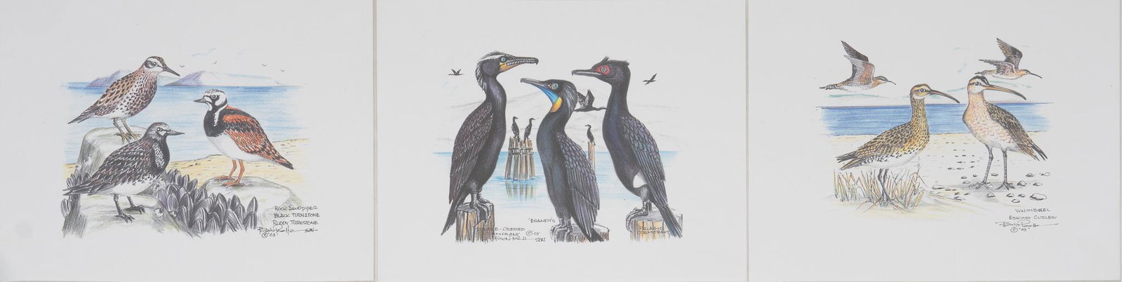 Rob Patterson (American, 20th C.,), Lot of Shore Bird Watercolors (3), 2003: Rob Patterson (American, 20th C.), lot of shorebird watercolors (3), 2003, to include depictions of the Rock Sandpiper, Black Turnstone and Ruddy Turnstone, colored pencil, all signed, largest frame: 