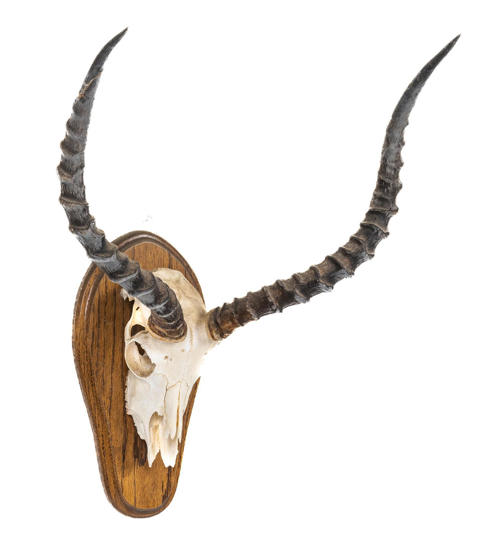 Impala Skull with Wall Mount (1 of 4)