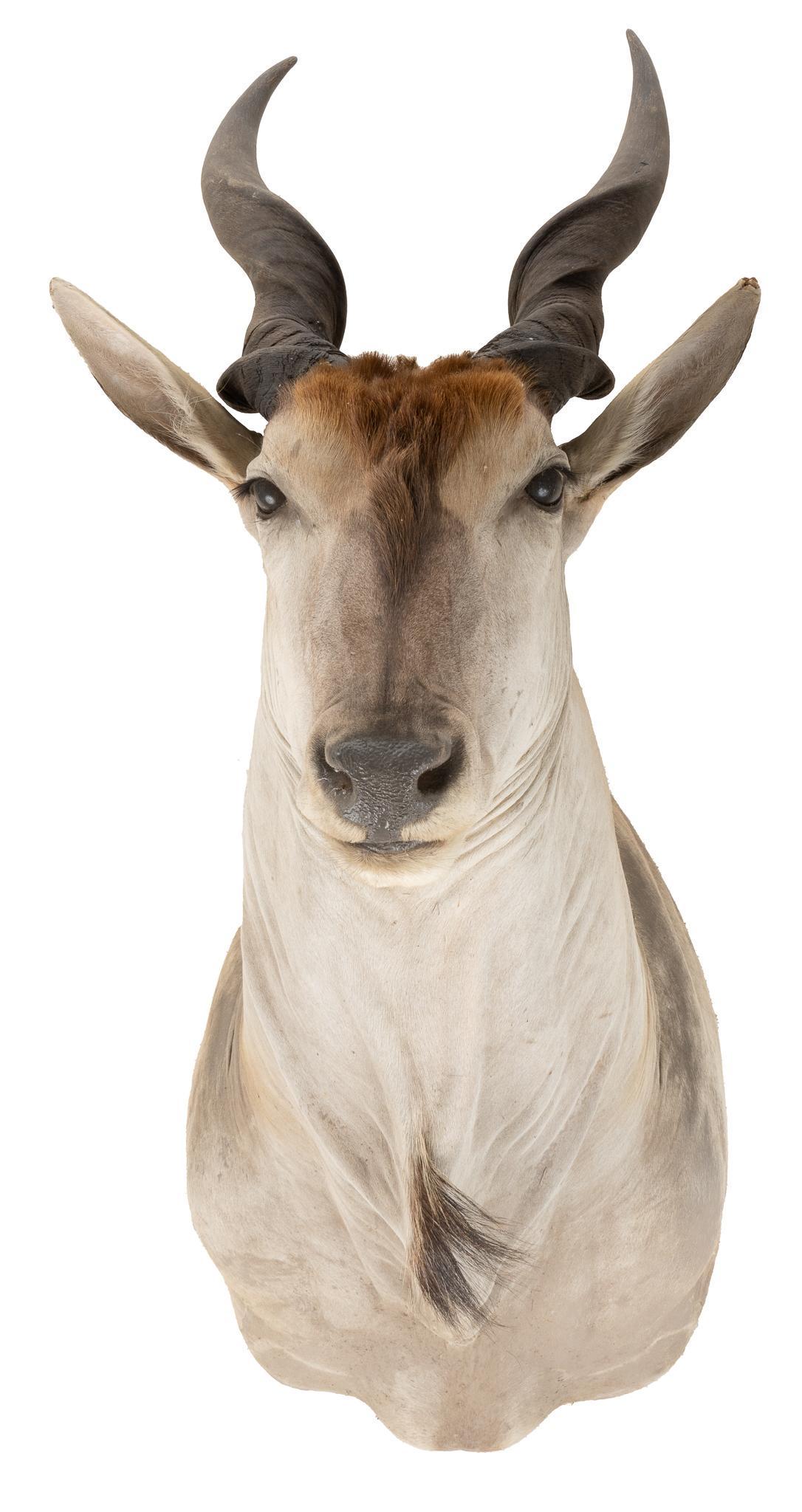 Eland Taxidermy (1 of 3)