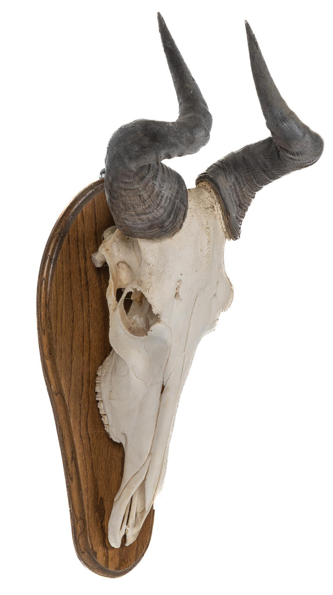 Female Hartebeest Skull with Wall Mount (1 of 4)