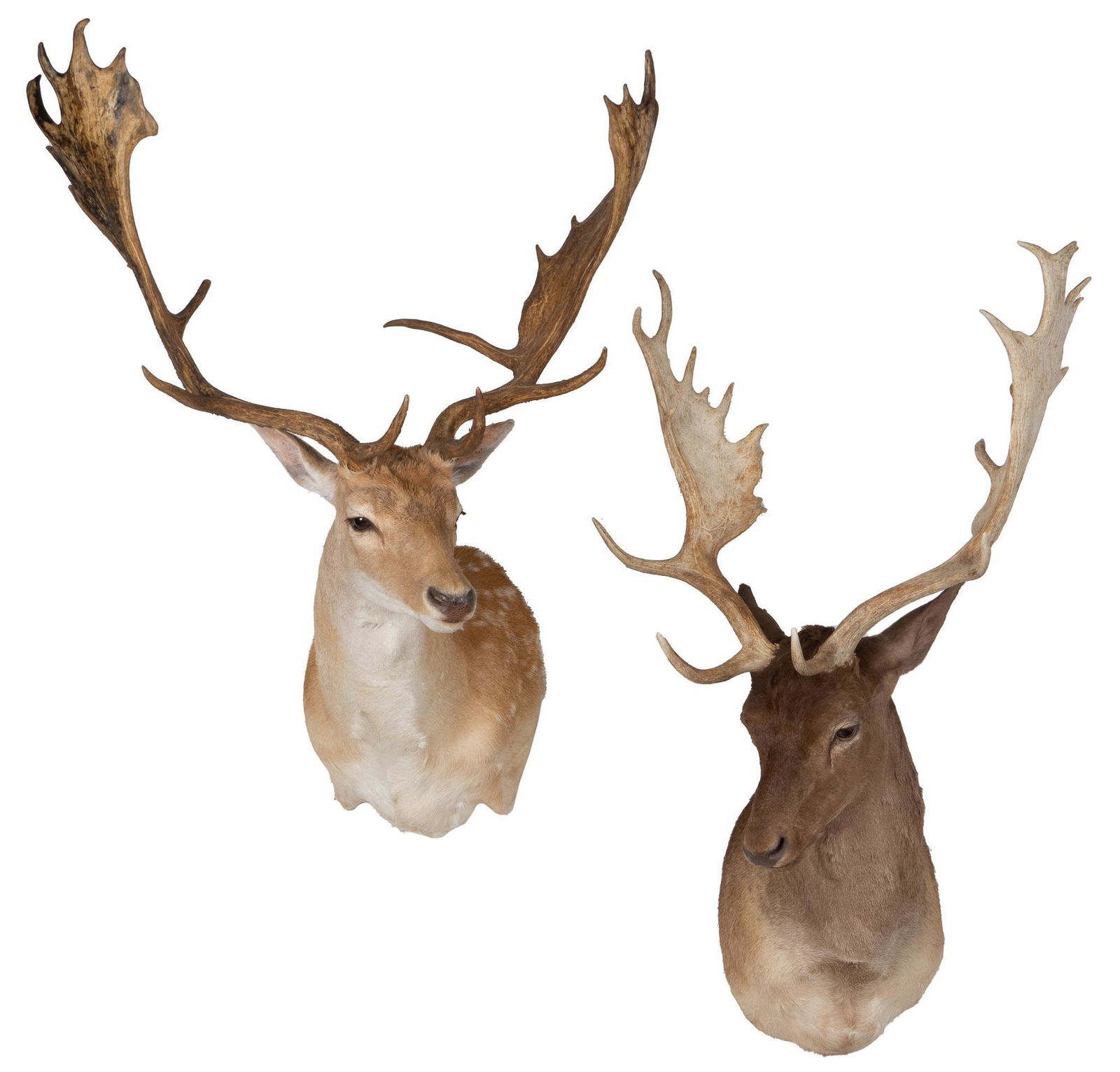 (2) Fallow Deer Taxidermy (1 of 3)
