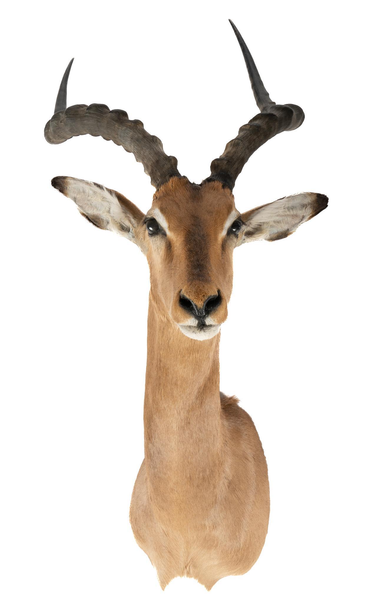 Impala Taxidermy (1 of 3)