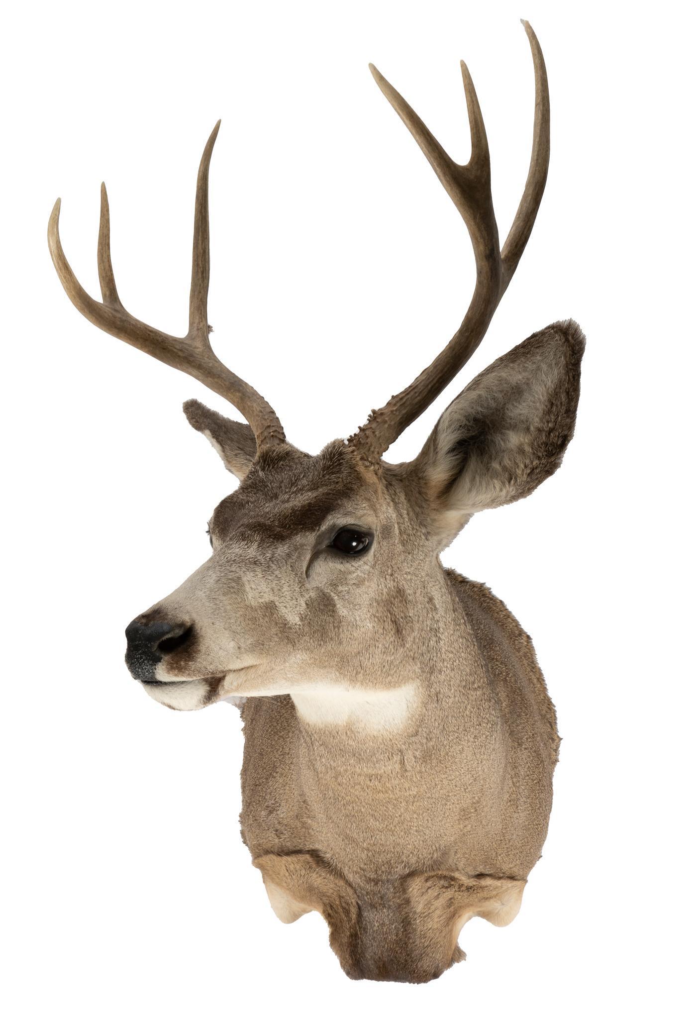 Mule Deer Taxidermy (1 of 3)