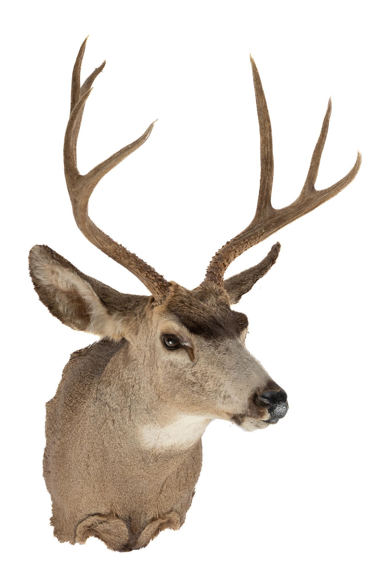 Mule Deer Taxidermy (1 of 3)