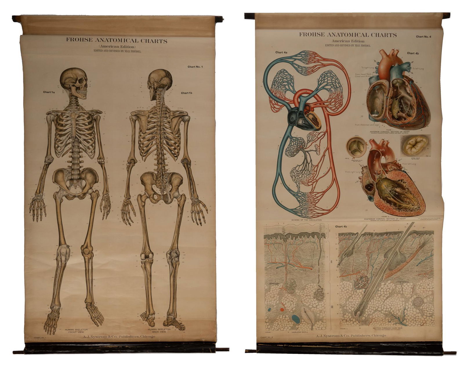 (6) Frohse Anatomical Charts with Wall Storage Rack: Six (6) Frohse anatomical charts, with illustrations of the skeletal system, circulatory system, internal organs, and more, chart numbers included are No. 1, No. 4, No. 5, No. 6, No. 7 and No. 10, edi