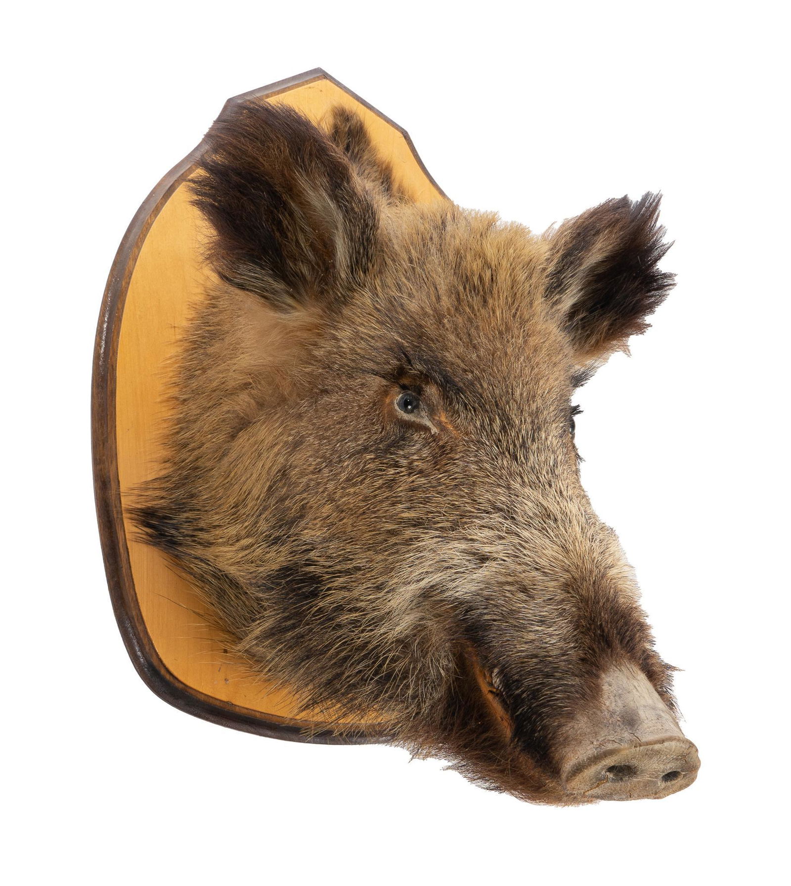 Taxidermy Boar's Head Wall Mount (1 of 3)