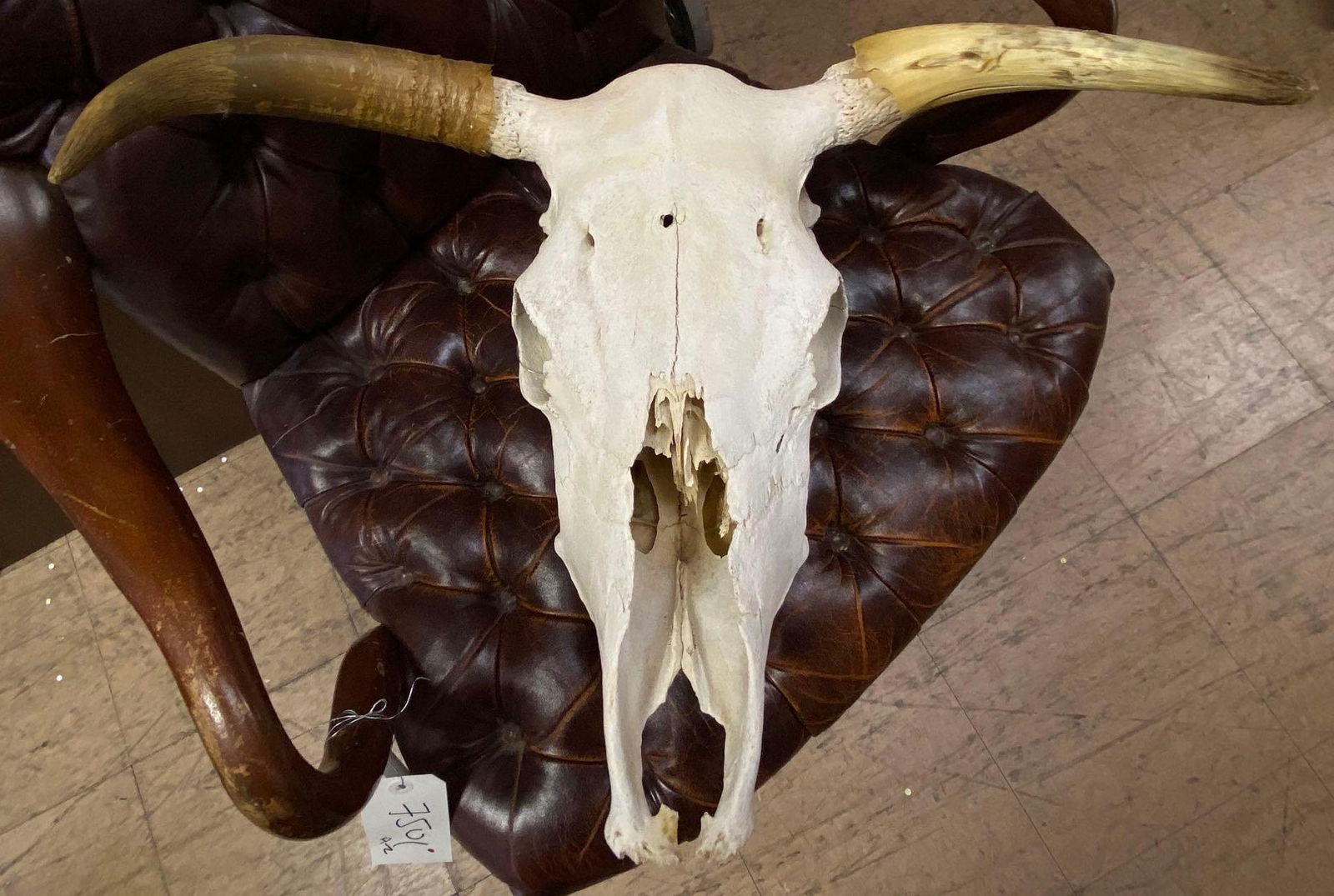 Cattle Skull (1 of 1)