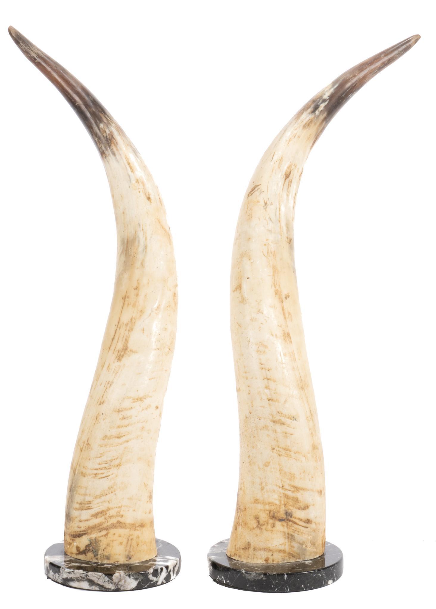 Pair of Cattle Horns on Marble Bases (1 of 4)
