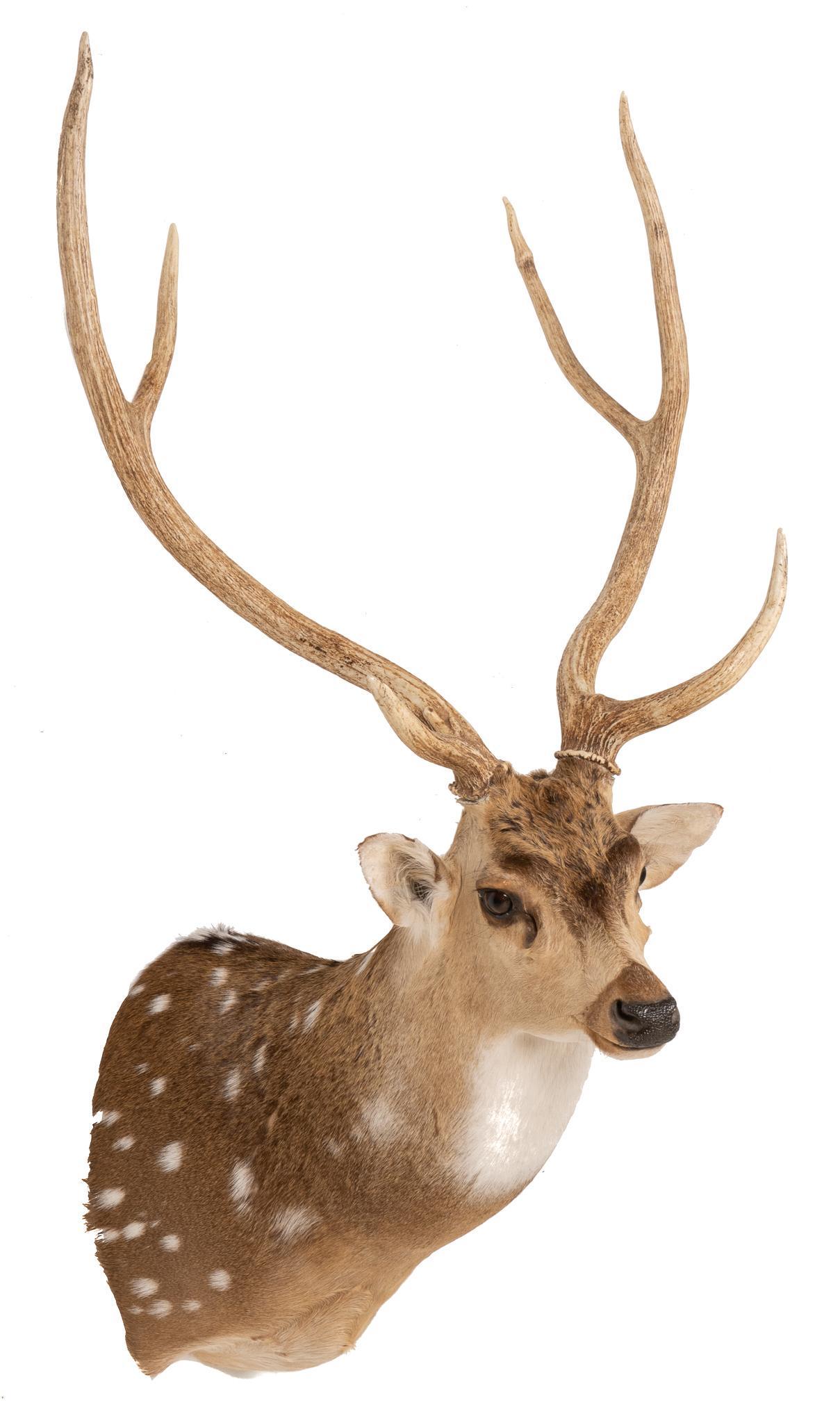 6-Point Axis Deer Taxidermy Wall Display (1 of 5)