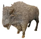 Near Life-Size Buffalo Bronze