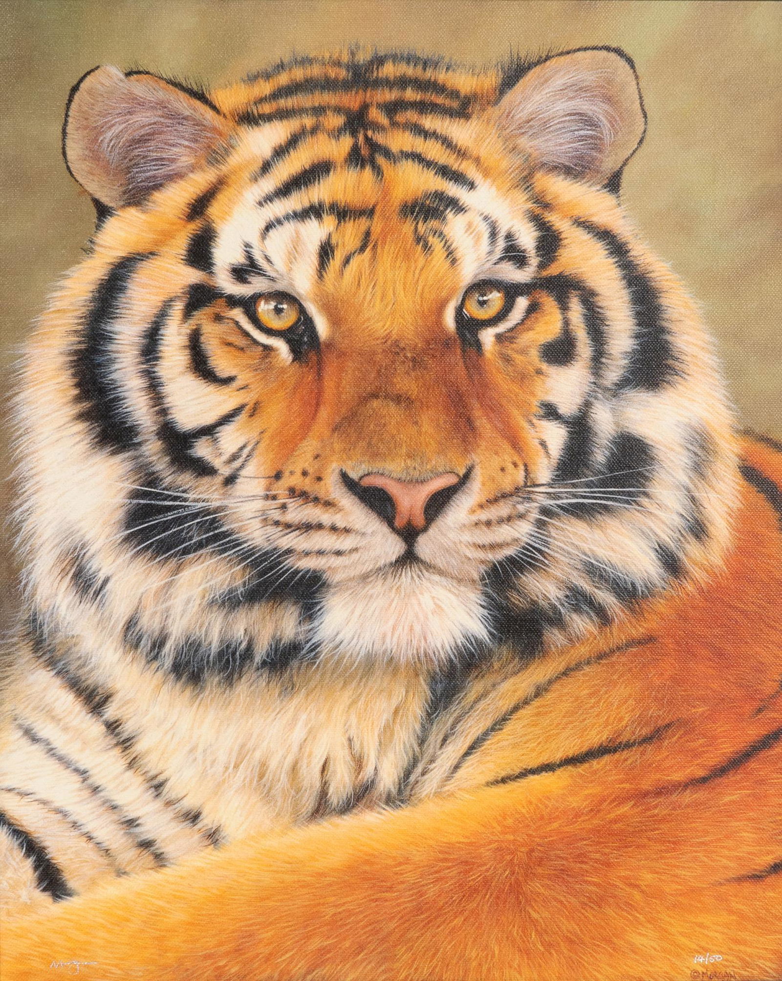 Jason Morgan, Tiger, 14/50 (1 of 6)