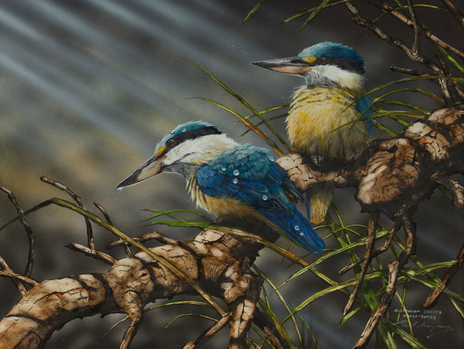 Paul Margocsy, "Australian Sacred Kingfishers" (1 of 5)