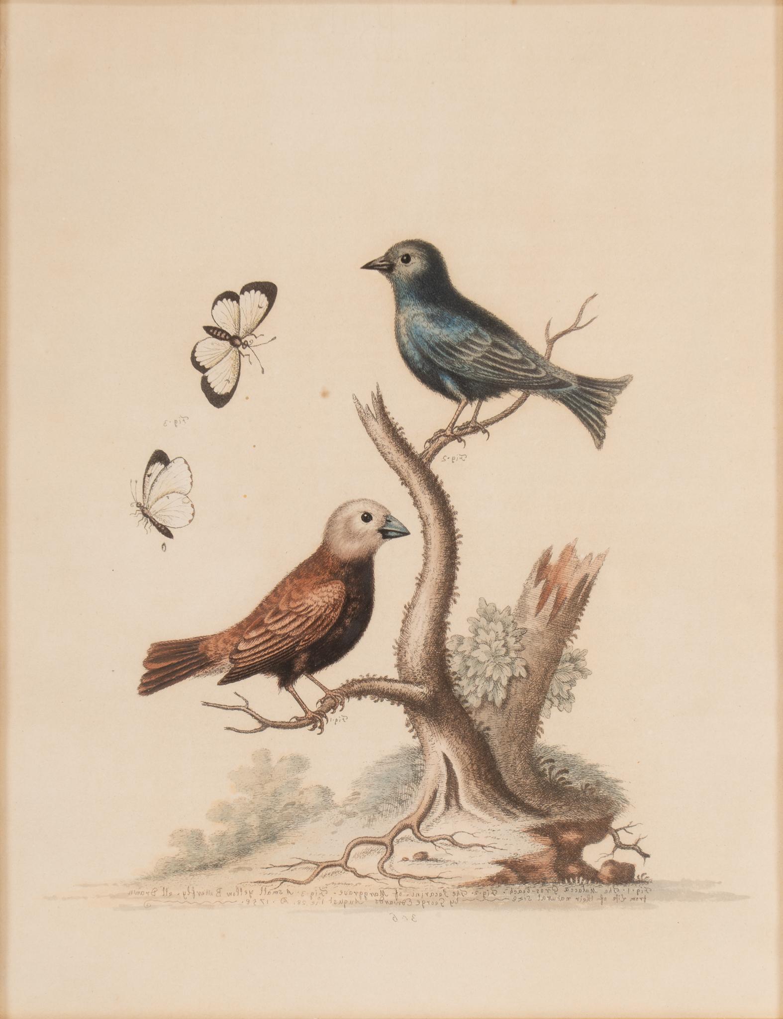 George Edwards, Birds Engraving (1 of 5)
