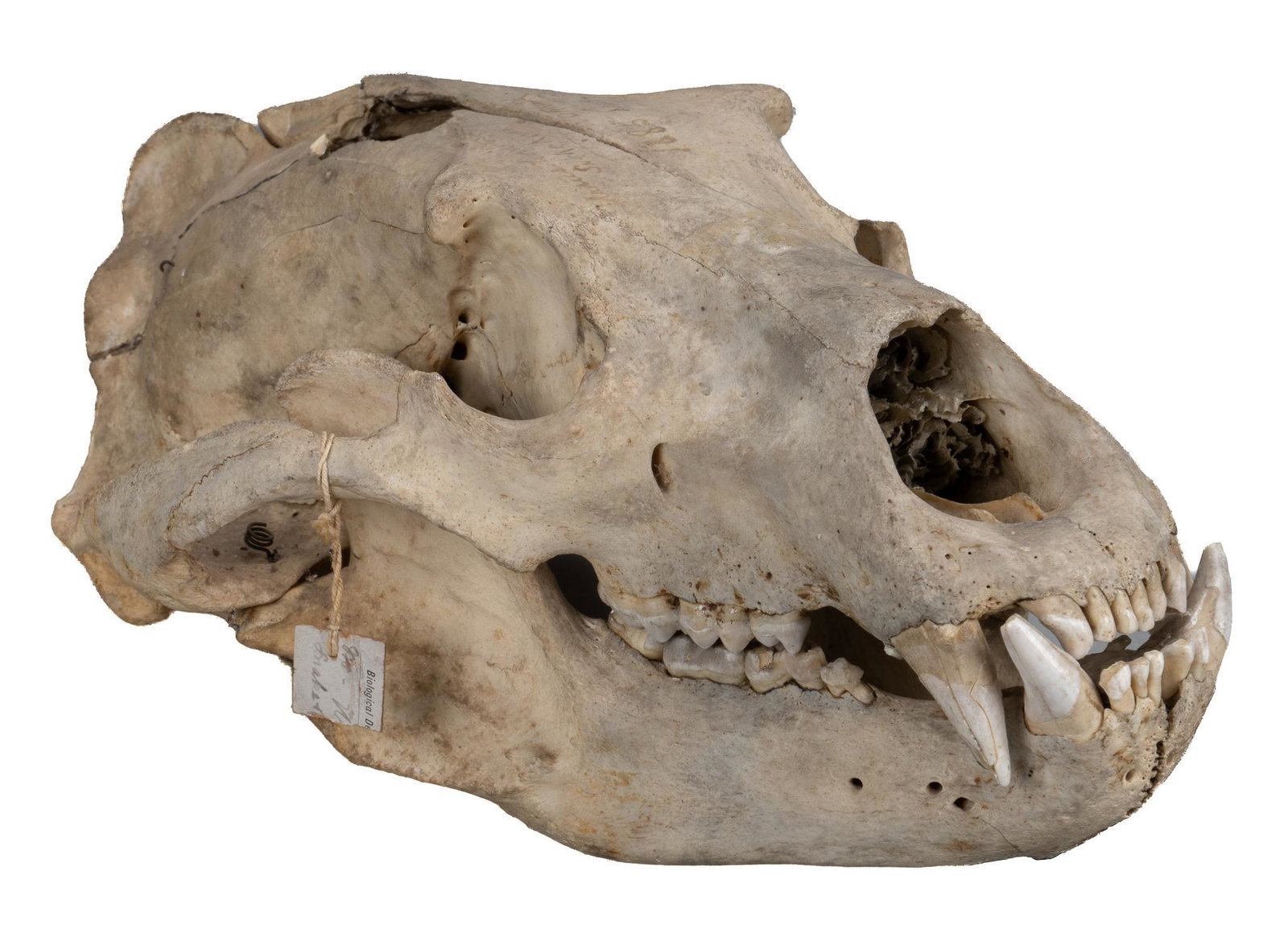 Antique Bear Skull Specimen: Antique bear skull specimen, from "Snake River / Dakota", marked with faded handwriting, circa 1885, partial paper institutional tag attached; includes Certificate of Authenticity: Estate of a