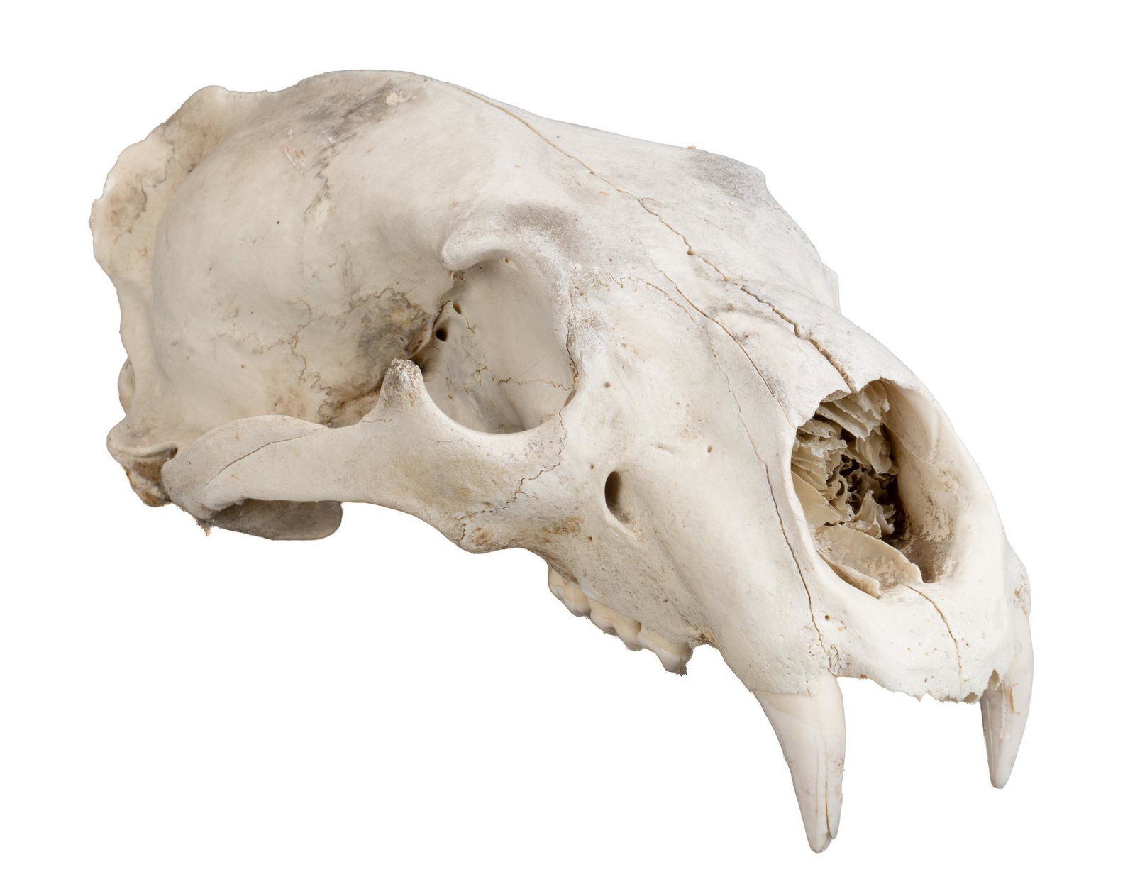 Partial Bear Skull Specimen: Partial bear skull specimen, marked "5639"; includes Certificate of Authenticity: Estate of author Larry McMurtry, from his Archer City, Texas home height 5.5 in. x width 6.5 in. x depth 13 in