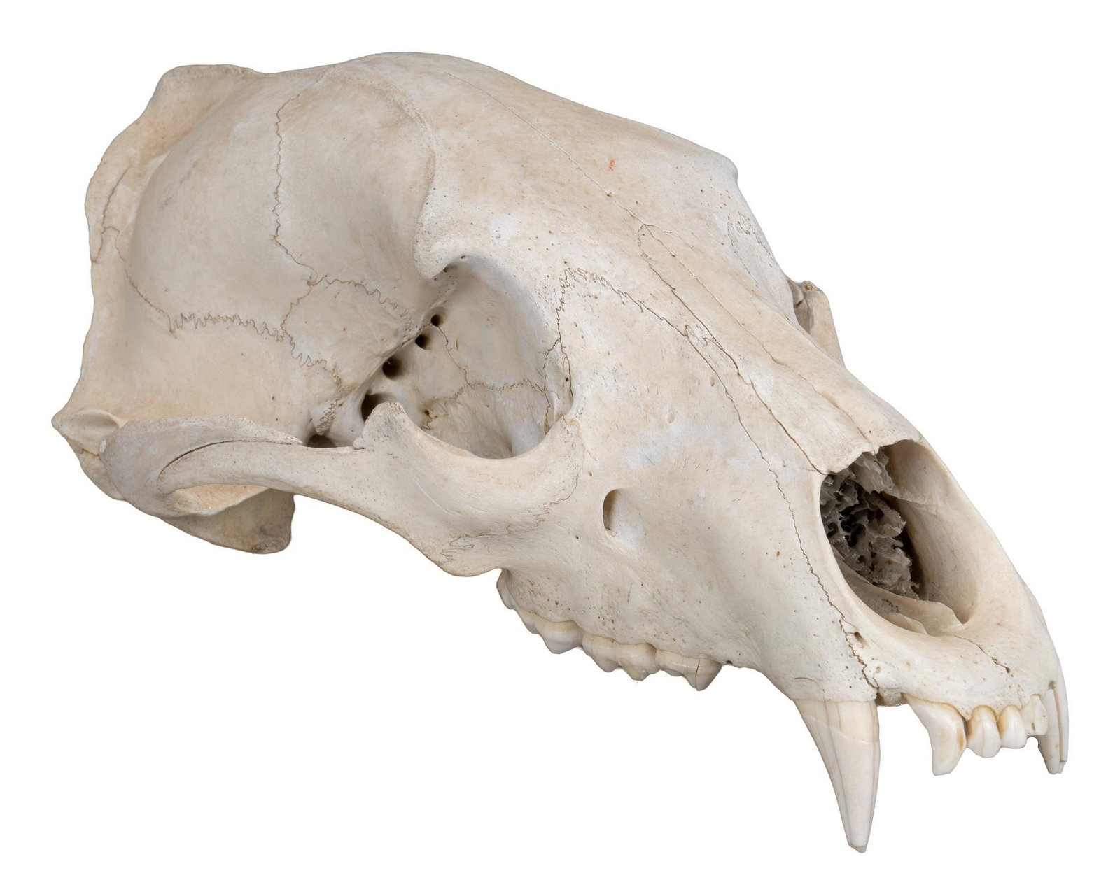 Partial Bear Skull Specimen: Partial bear skull specimen; includes Certificate of Authenticity: Estate of author Larry McMurtry, from his Archer City, Texas home height 5 in. x width 7.5 in. x depth 13 in. We happily provide seam