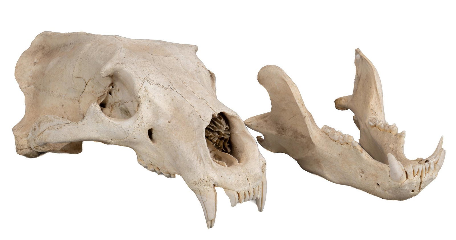 Bear Skull Specimen: Bear skull specimen; includes Certificate of Authenticity: Estate of author Larry McMurtry, from his Archer City, Texas home height 6.5 in. x width 9.5 in. x depth 16.5 in. / overall We happily provid