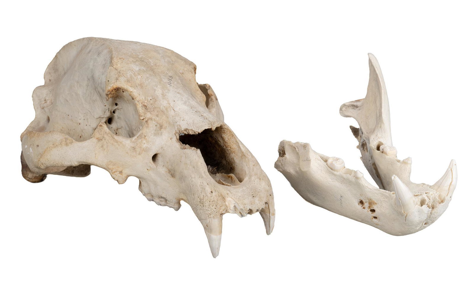 Near Antique Bear Skull Specimen: Near antique bear skull specimen with partial bottom jaw, marked "14158"; includes Certificate of Authenticity: Estate of author Larry McMurtry, from his Archer City, Texas home height 8 in. x