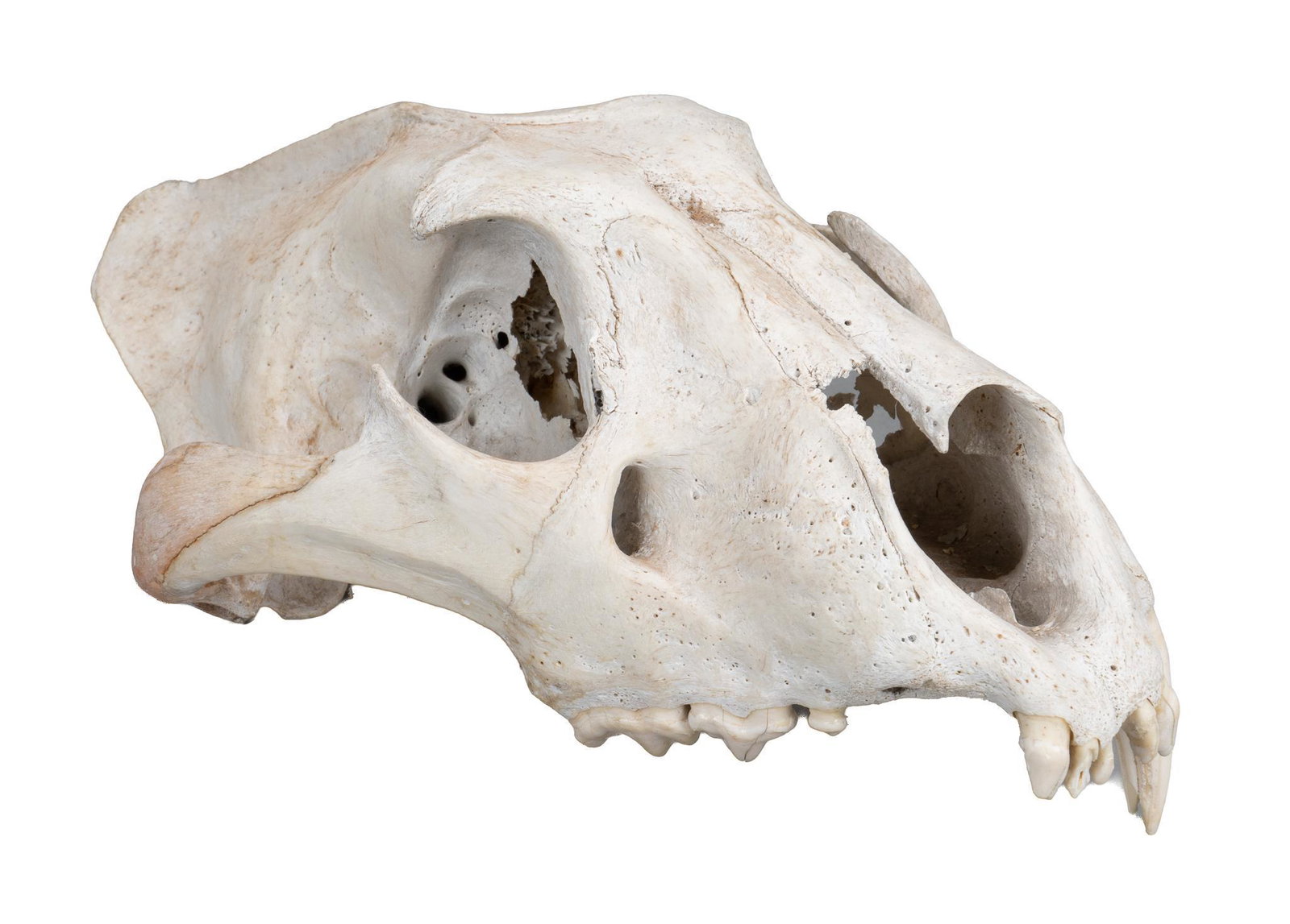Vintage Feline Partial Skull Specimen: Vintage specimen of a partial upper skull of a large feline, one canine tooth, with old tag; includes Certificate of Authenticity: Estate of author Larry McMurtry, from his Archer City, Texas home hei