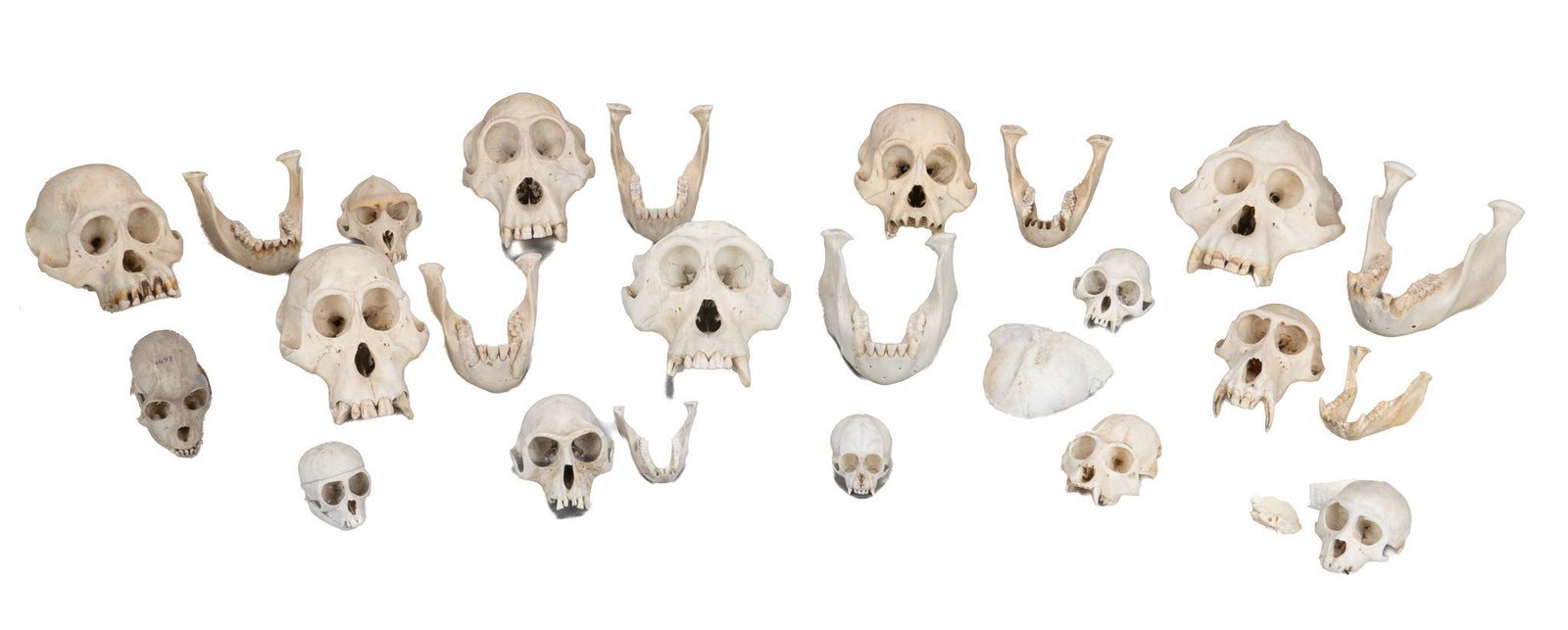 Collection of (15) Primate and Monkey Skulls: Collection of fifteen primate and monkey skulls, to include a variety of sizes, male and female specimens, ten are complete, one example with skull cap removed, one of a young monkey with skull plates