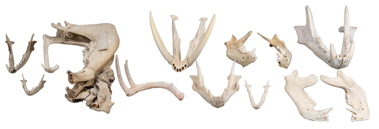 Group of Jaw Bones and Antler: Group of ten bottom jaws of varying sizes and type of animal, most carnivorous, with three jaws in two pieces including a large bottom jaw tied together with a bundle of teeth, five that are whole inc