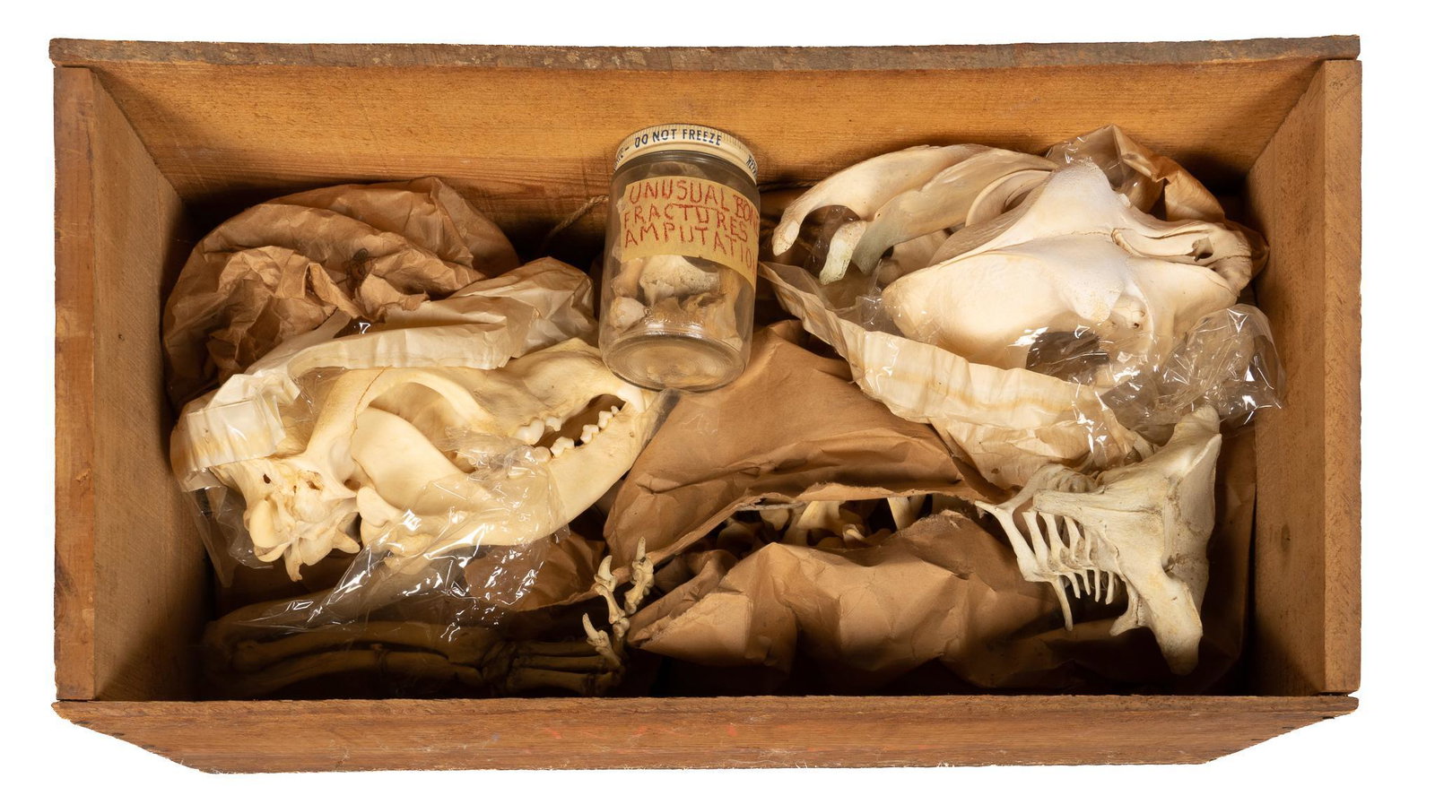 Wooden Box with Animal Bones: Wooden lidded box containing animal bones, including a canine skeleton and a jar labeled "Unusual Bones / Fractures / Amputations", written on sides of box "Complete Boxer Skeleton" an