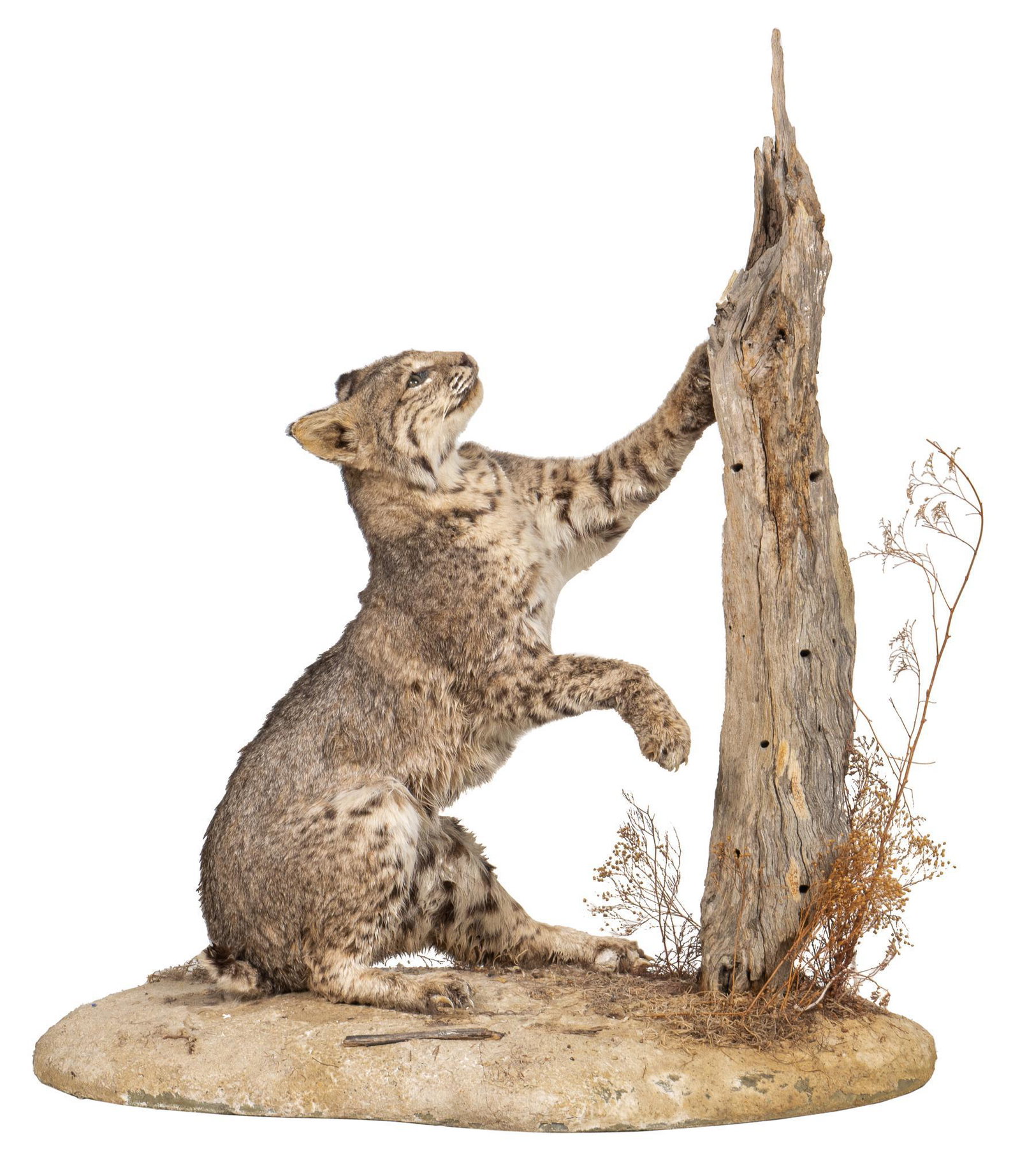 Bobcat Display: Bobcat taxidermy display, scratching log post, supported on base height 36 in. x width 32 in. x depth 17 in. Provenance: A Boerne, Texas collection DISCLAIMER: Purchase is limited to Texas residents o