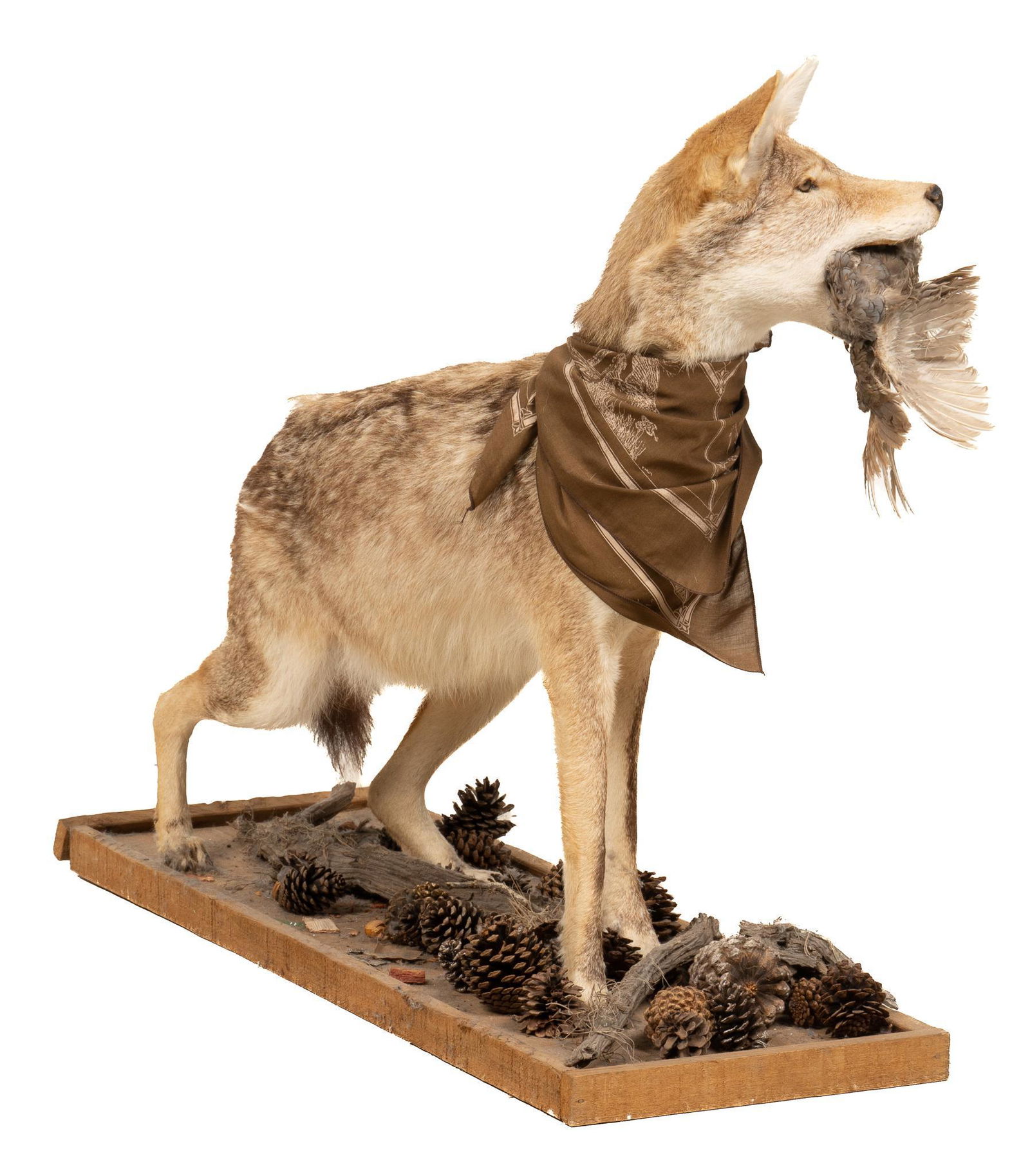 Coyote Full Body Mount: Taxidermy coyote full body mount, coyote posed with a bird in its mouth, on wood base imitating a dirt ground, plaque reading "Seacoast Taxidermy / C.C. Texas" height 30 in. x width 14 in. x