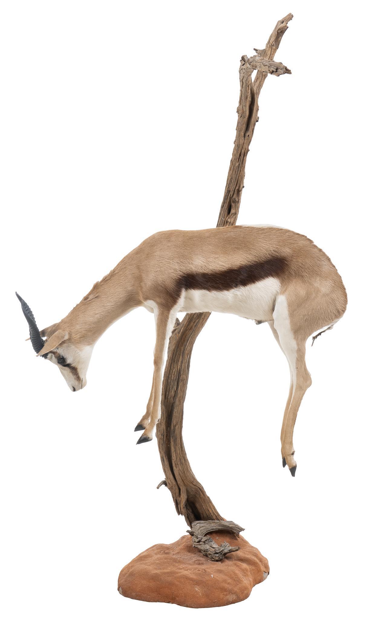 Springbok Display: Springbok taxidermy display, caught in tree branch, supported on faux rock base height 81 in. x width 44 in. x depth 40 in. Provenance: A Boerne, Texas collection We happily provide seamless shipping 