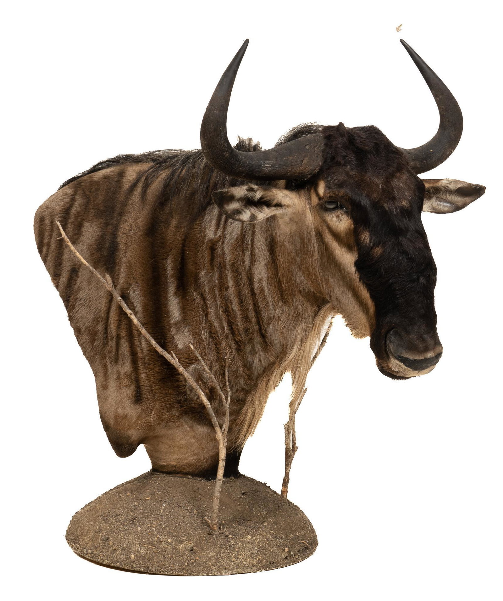Wildebeest Shoulder Mount: Taxidermy wildebeest should mount supported on faux dirt ground base height 41.5 in. x width 28 in. x depth 40 in. Provenance: Property from a now closed San Antonio, Texas firearms store We happily p