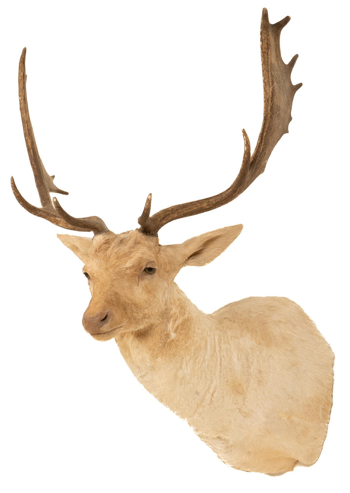 White Fallow Deer Shoulder Mount: Taxidermy white fallow deer wall hanging shoulder mount height 42 in. x width 28 in. x depth 26 in. Provenance: A Boerne, Texas collection We happily provide seamless shipping services on everything w