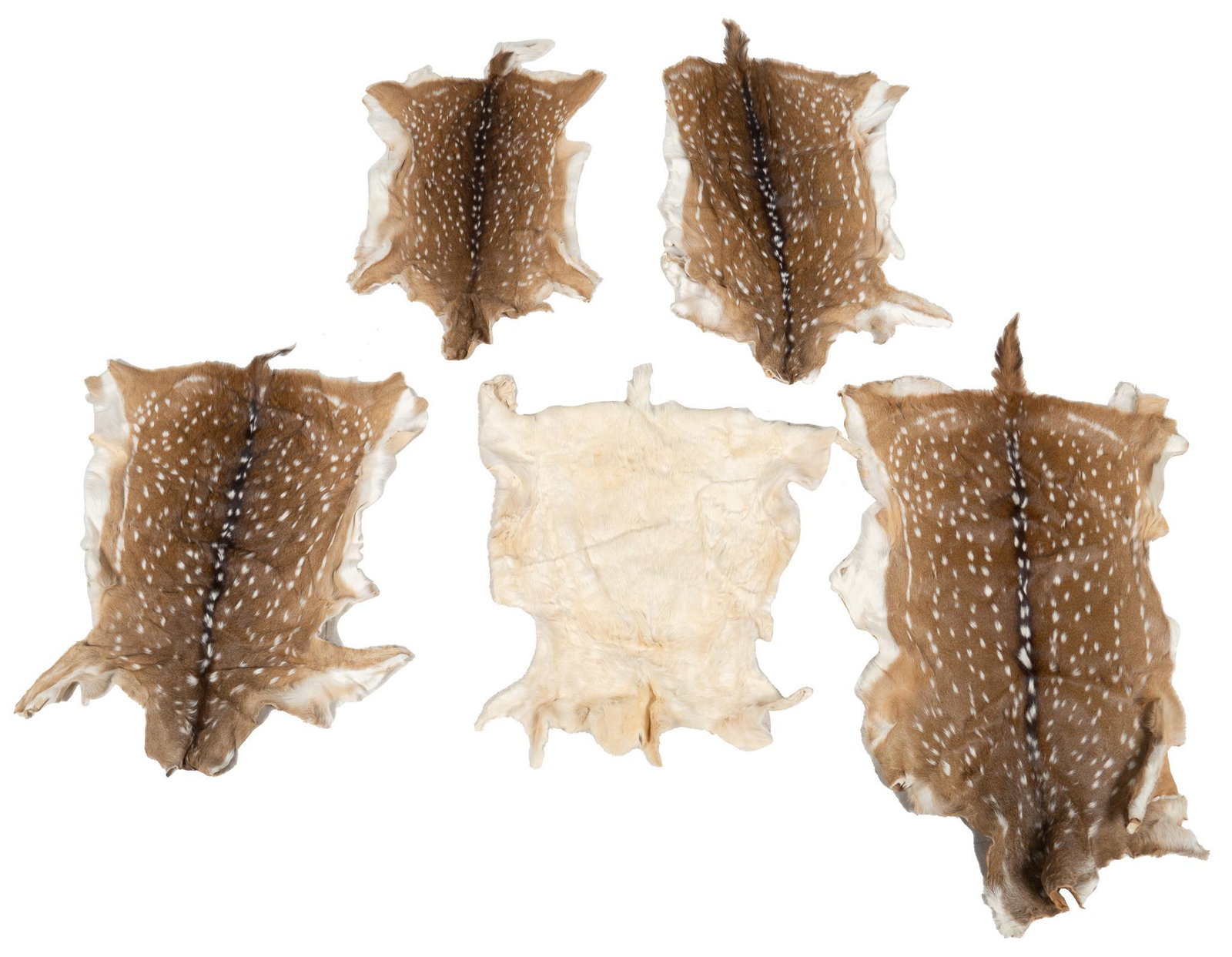 Lot of (5) Deer Hides: Lot of five full length deer hides, to include four axis deer hides length 57 in. x width 30 in. / largest Provenance: A San Antonio, Texas collection We happily provide seamless shipping services on 
