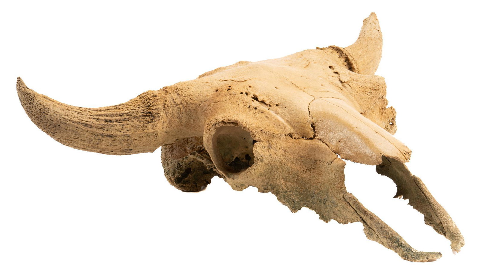 Fossilized Ancient Bison Skull: Fossilized ancient bison / bison antiquus skull fragment, includes horns, possibly Pleistocene age, Alberta, Canada, with wire backing height 9 in. x width 24 in. x depth 22 in. Provenance: A San Anto