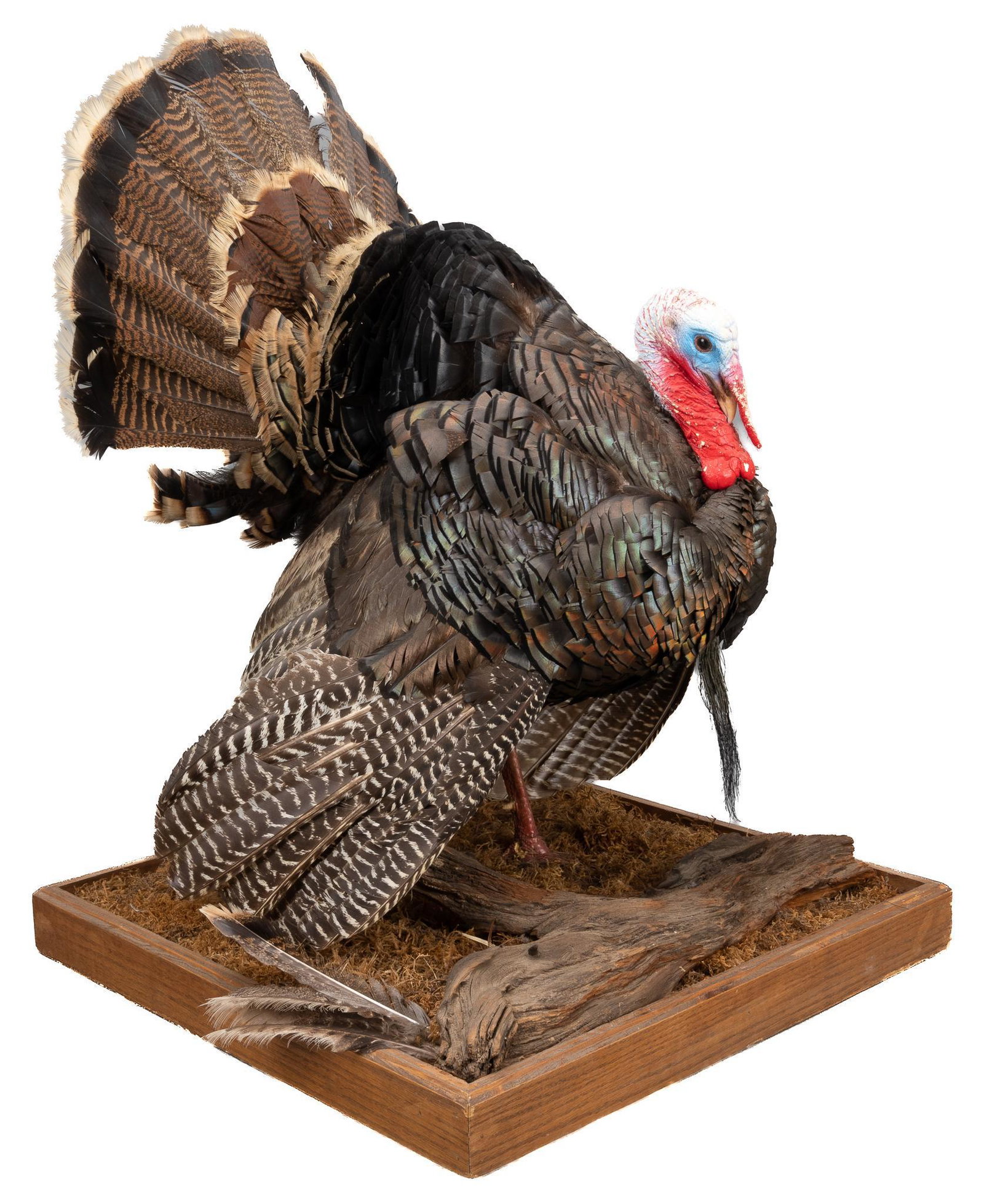 Strutting Turkey Mount: Taxidermy strutting male wild turkey mount, free standing, on wood base imitating grassy ground with small weathered log and three turkey feathers height 34 in. x width 25 in. x depth 25 in. We happil