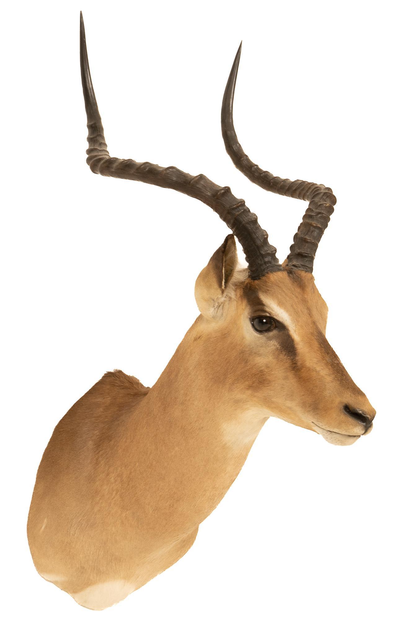 Impala Shoulder Mount: Taxidermy impala wall hanging shoulder mount height 33 in. x width 15 in. x depth 22 in. Provenance: A Boerne, Texas collection We happily provide seamless shipping services on everything we sell. Ple