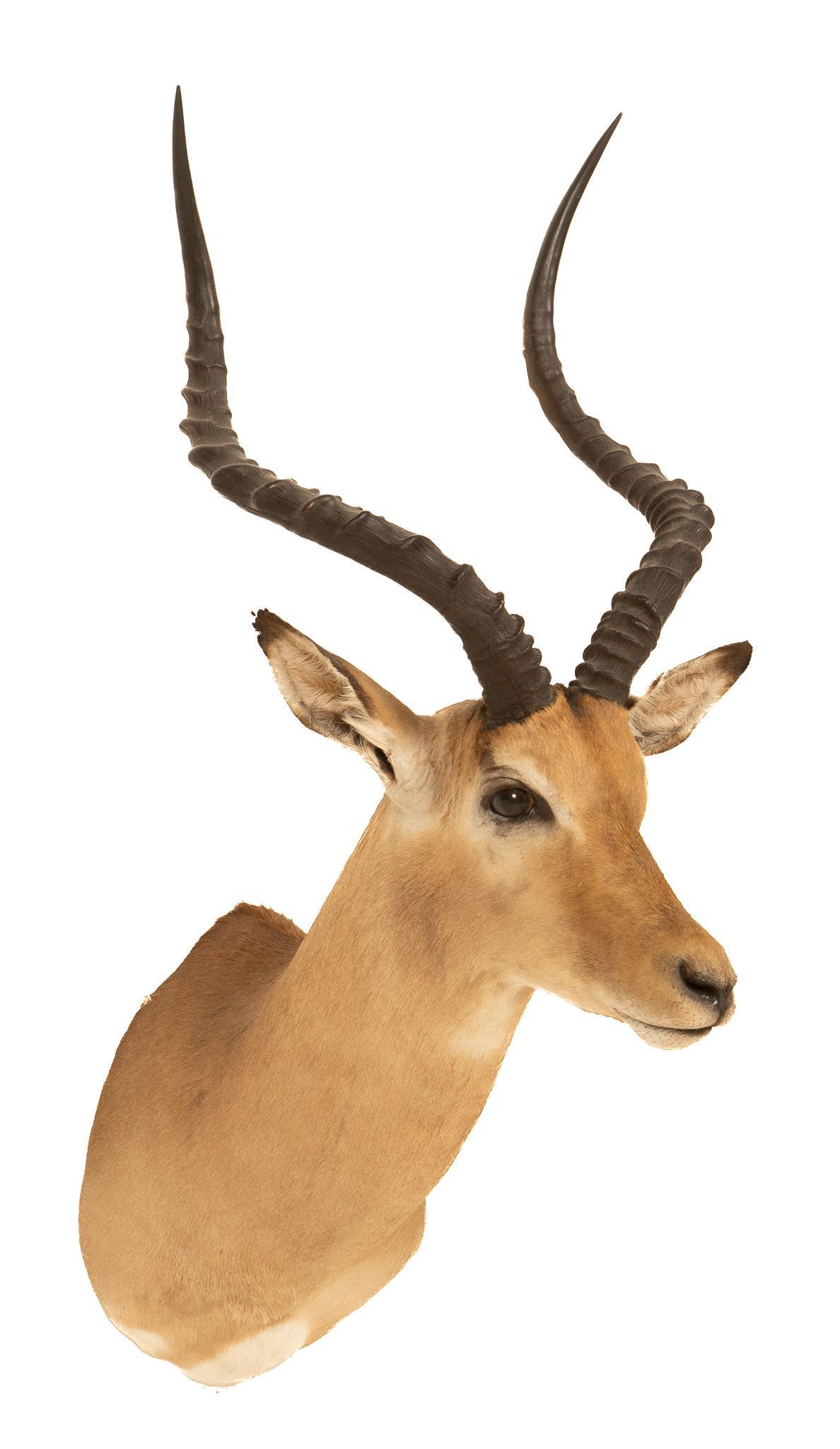 Impala Shoulder Mount: Taxidermy impala wall hanging shoulder mount height 36 in. x width 16 in. x depth 21 in. Provenance: A Boerne, Texas collection We happily provide seamless shipping services on everything we sell. Ple