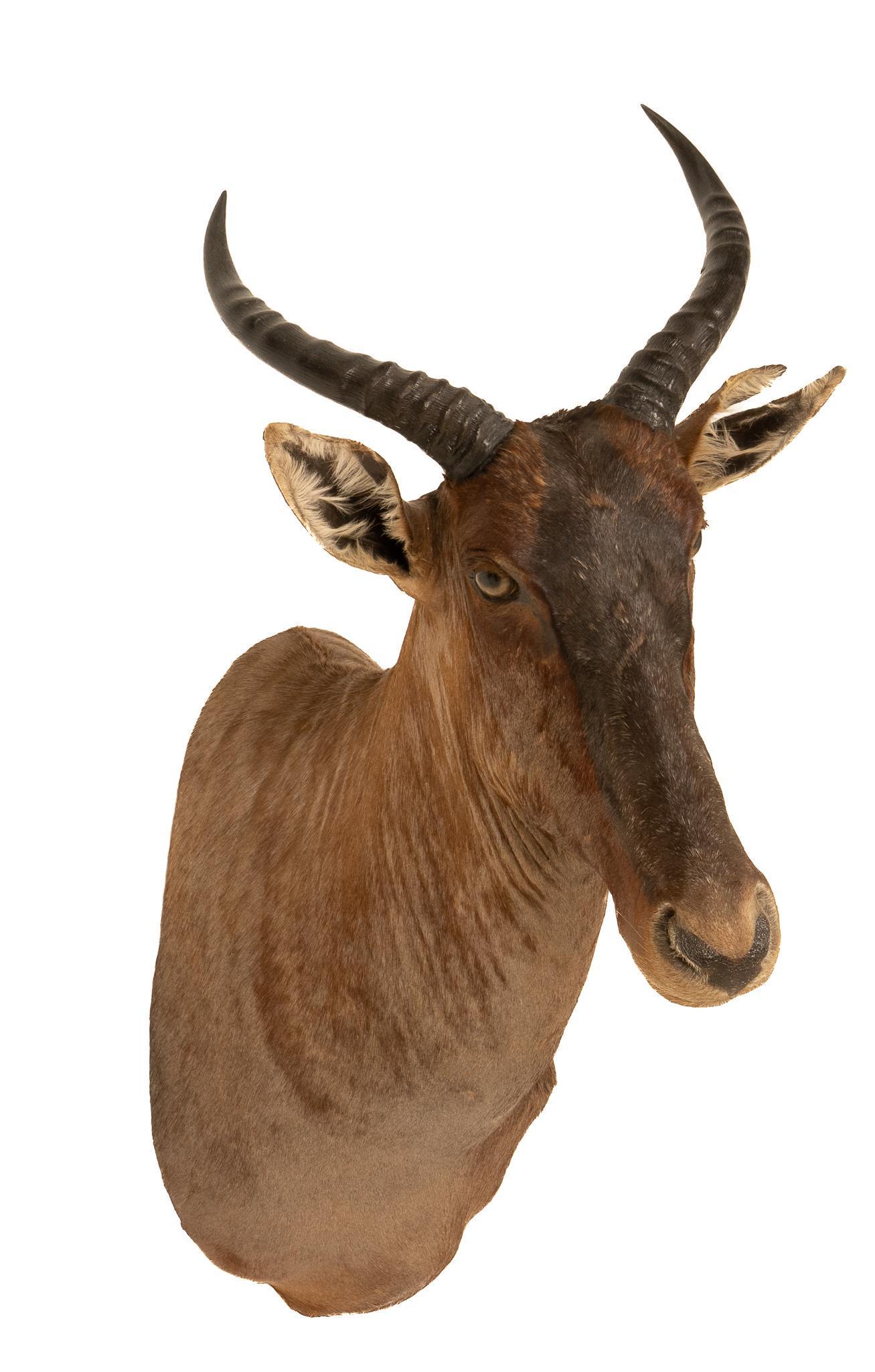 Red Hartebeest Shoulder Mount: Taxidermy red hartebeest wall hanging shoulder mount height 32 in. x width 60 in. x depth 25 in. Provenance: A Boerne, Texas collection We happily provide seamless shipping services on everything we s
