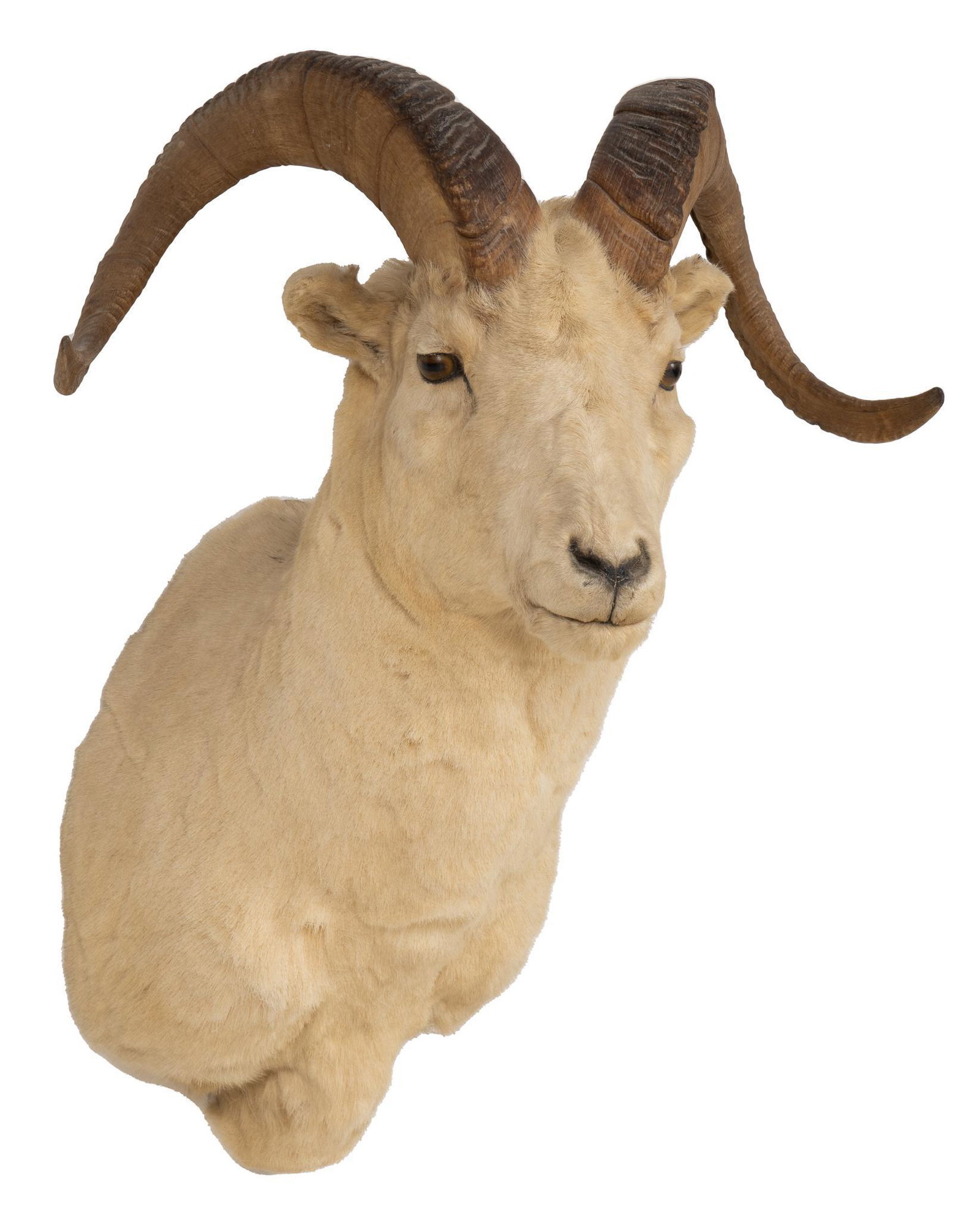 Big Horn Sheep Shoulder Mount: Male Big Horn sheep taxidermy wall hanging shoulder mount height 34 in. x width 30 in. x depth 21 in. Provenance: A prominent San Antonio, Texas car dealer We happily provide seamless shipping service