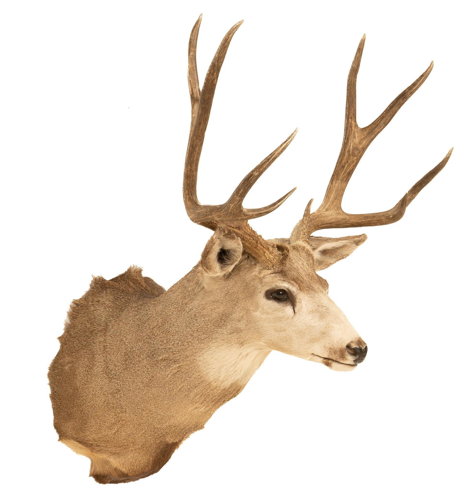 Mule Deer Shoulder Mount: Taxidermy mule deer shoulder mount height 40 in. x width 26 in. x depth 31 in. Provenance: A Boerne, Texas collection We happily provide seamless shipping services on everything we sell. Please email 