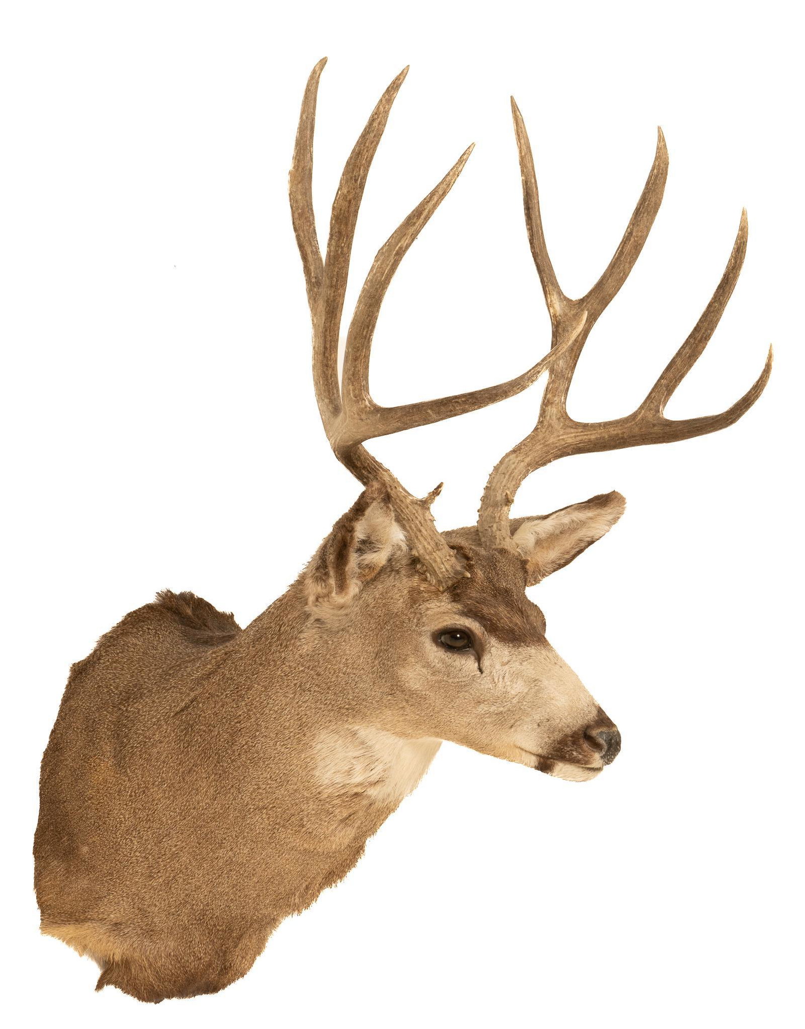 Mule Deer Shoulder Mount: Taxidermy mule deer shoulder mount height 44 in. x width 24 in. x depth 32 in. Provenance: A Boerne, Texas collection We happily provide seamless shipping services on everything we sell. Please email 