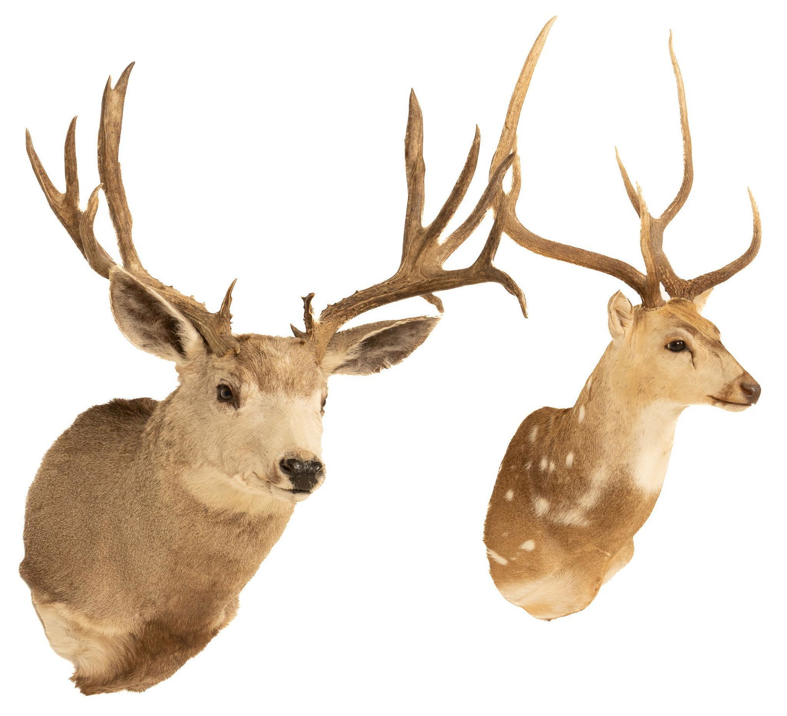 Pair of Deer Shoulder Mounts: Pair of taxidermy deer wall hanging shoulder mounts, includes one mule deer and one axis deer height 45 in. x width 27 in. x depth 20 in. / largest Provenance: A Boerne, Texas collection We happily