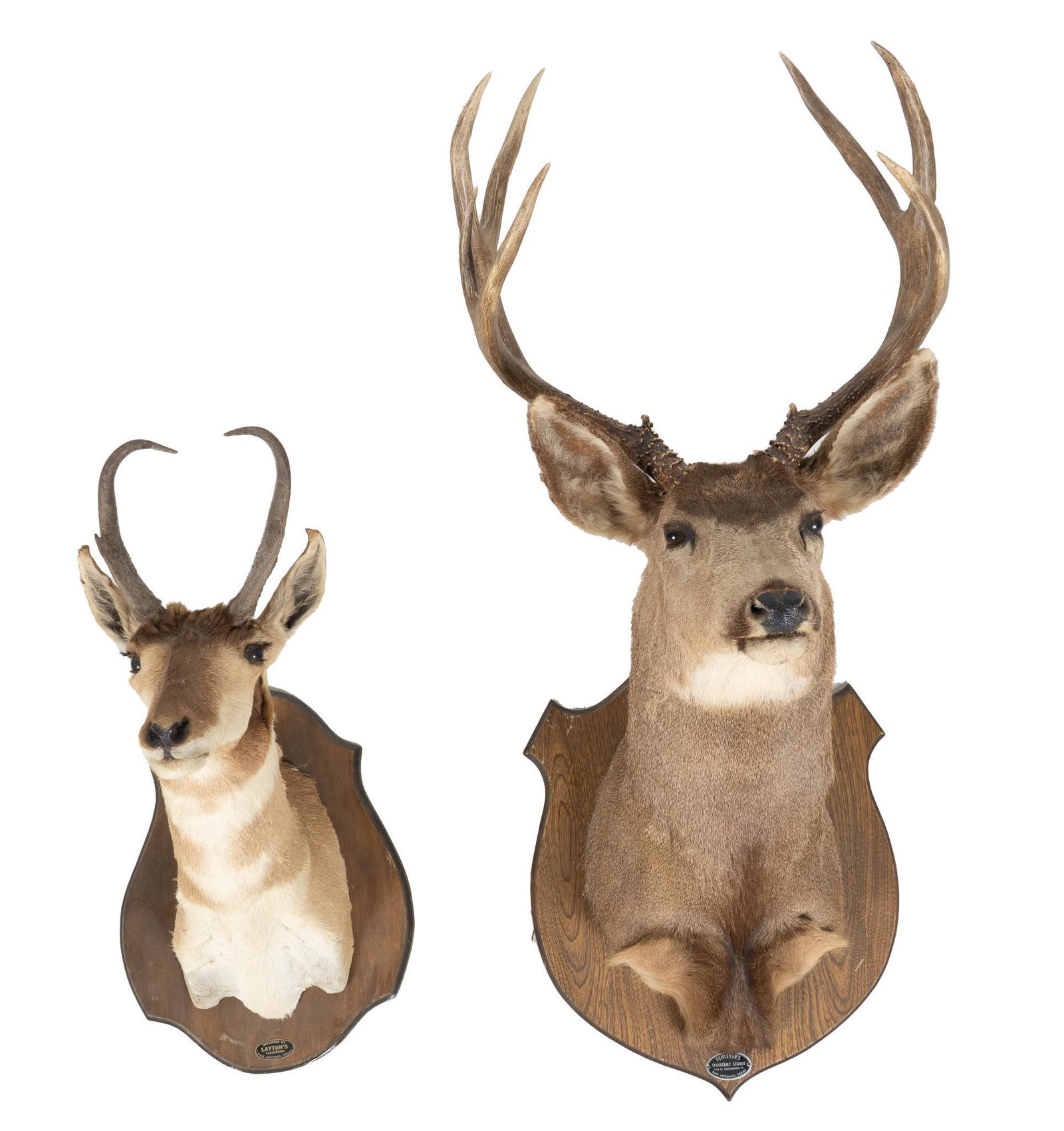 Pronghorn and Mule Deer Wall Mount Displays: Taxidermy pronghorn and mule deer shoulder mount wall displays on shield shaped wooden bases, pronghorn with label reading "Mounted by / Layton's / Taxidermy / San Antonio, Texas" and mule