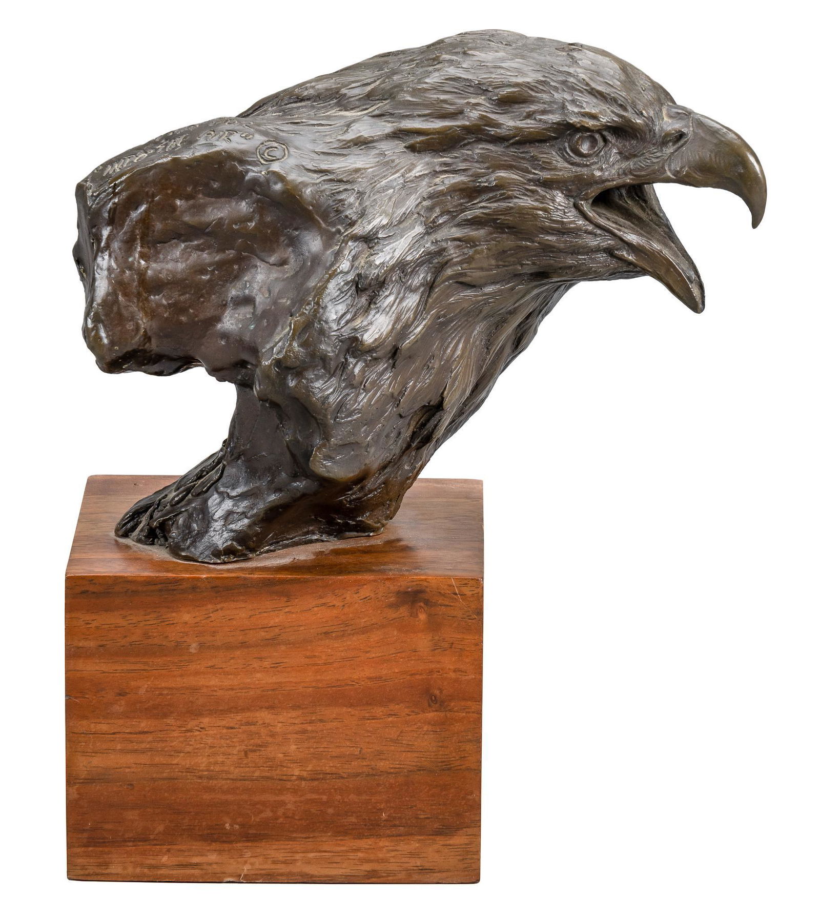 Bob Guelich, Bald Eagle Head Study for "Into the Air" (1 of 8)