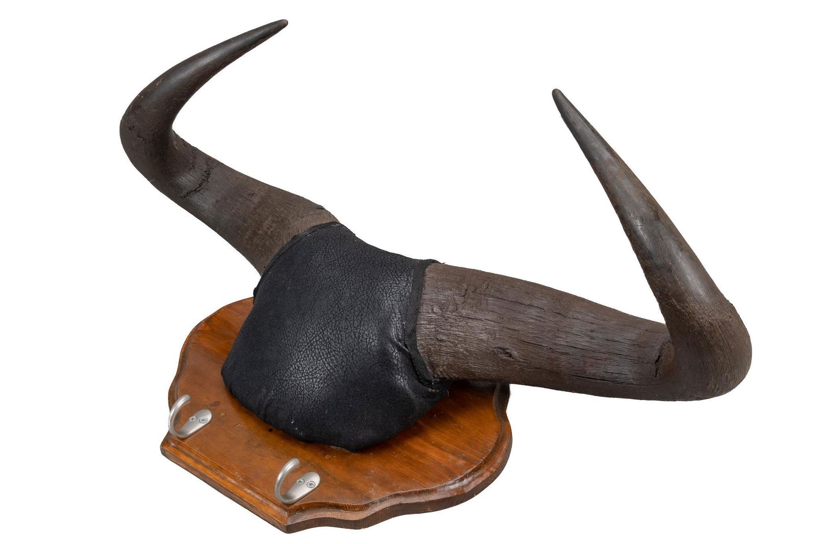 Taxidermy Water Buffalo Horn Wall Display (1 of 3)