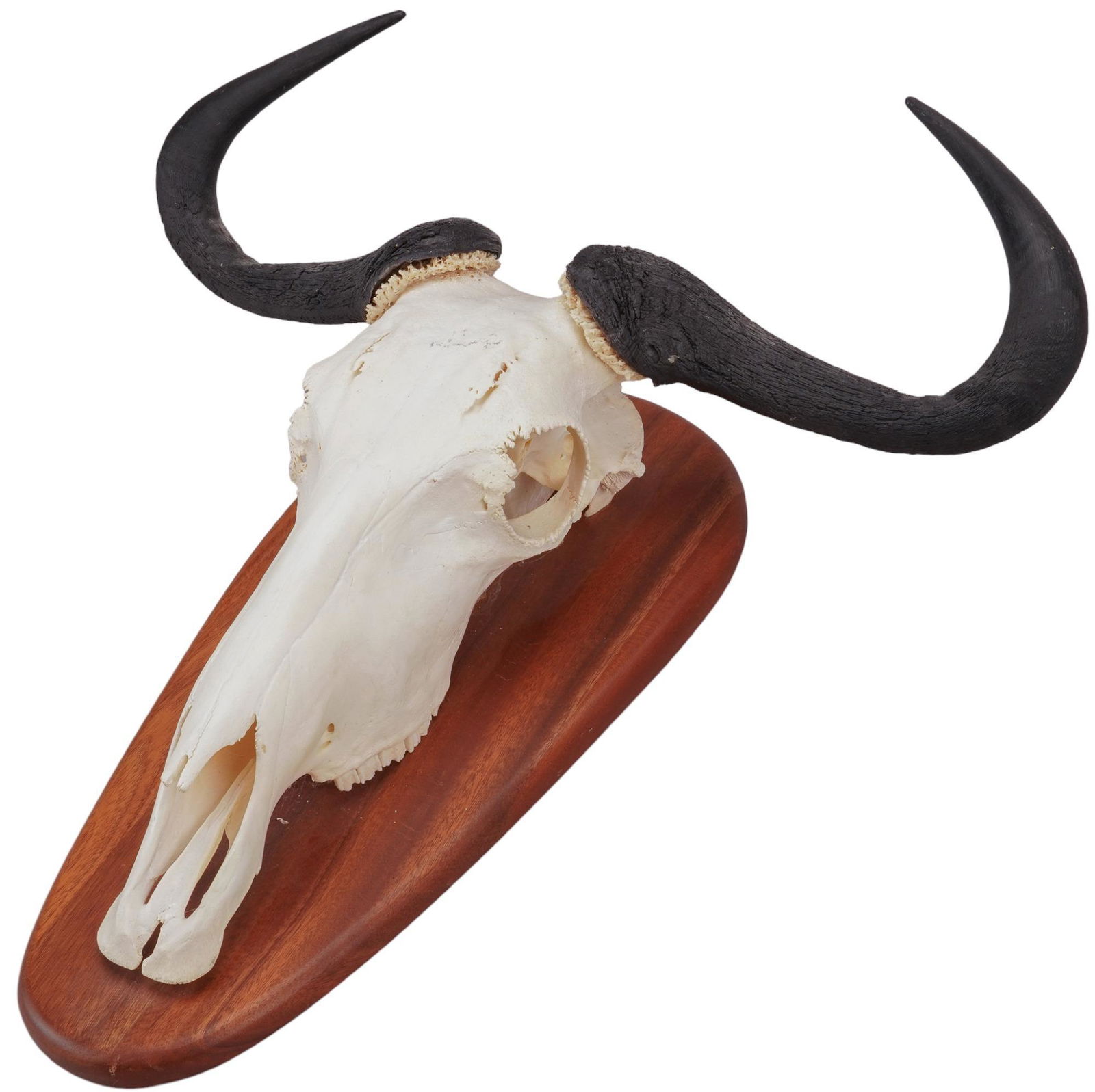 Blue Wildebeest Skull Mount (1 of 6)