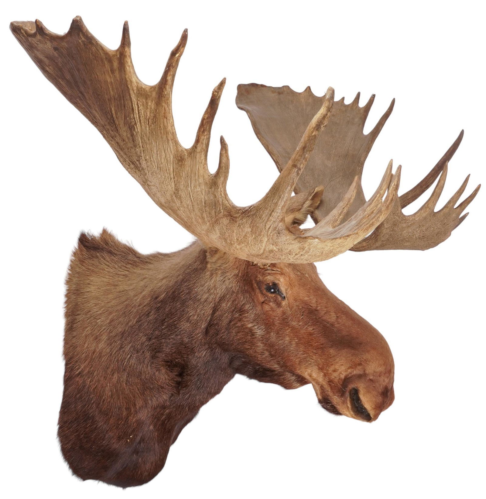 Alaskan Moose Shoulder Mount (1 of 3)