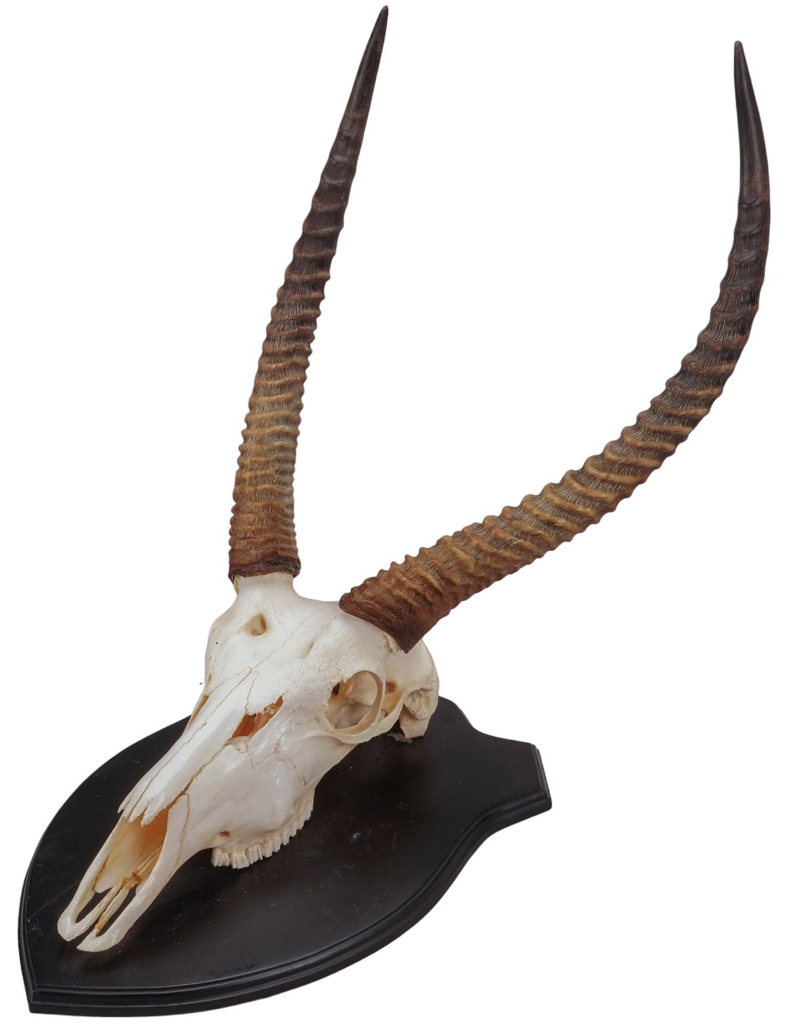 Waterbuck Skull Mount (1 of 7)