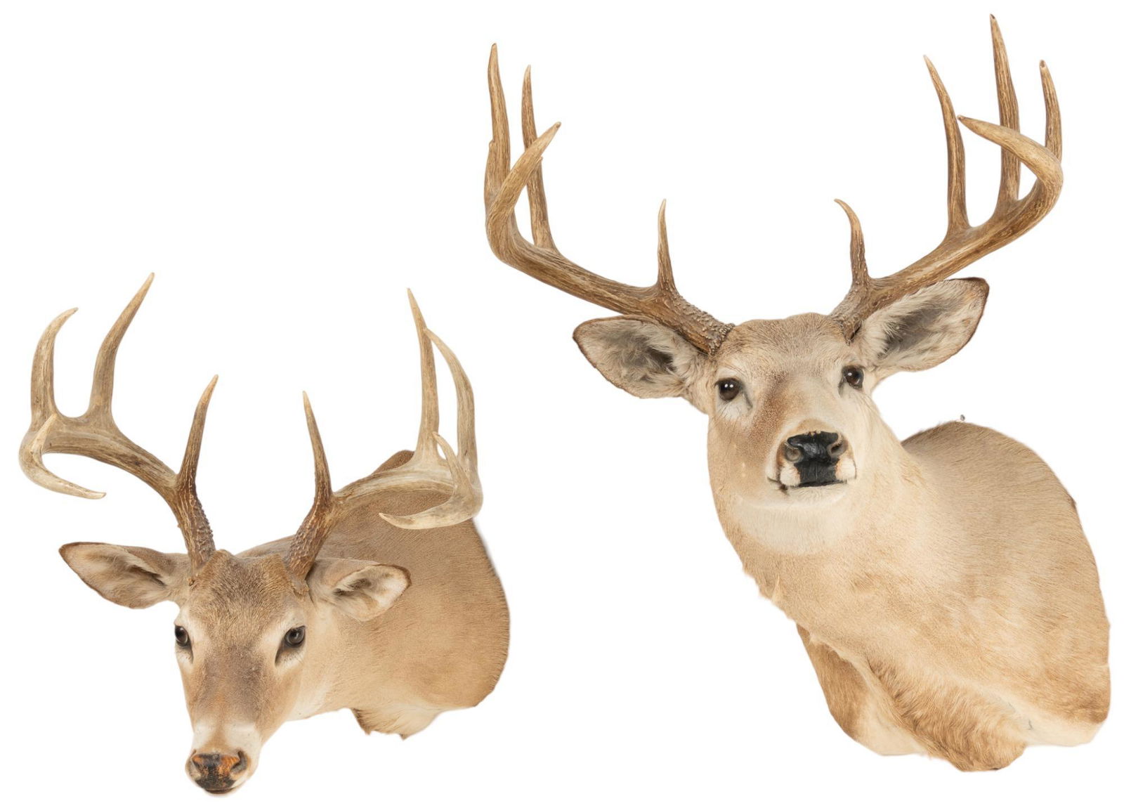 Pair of White-tailed Deer Shoulder Mounts (1 of 4)