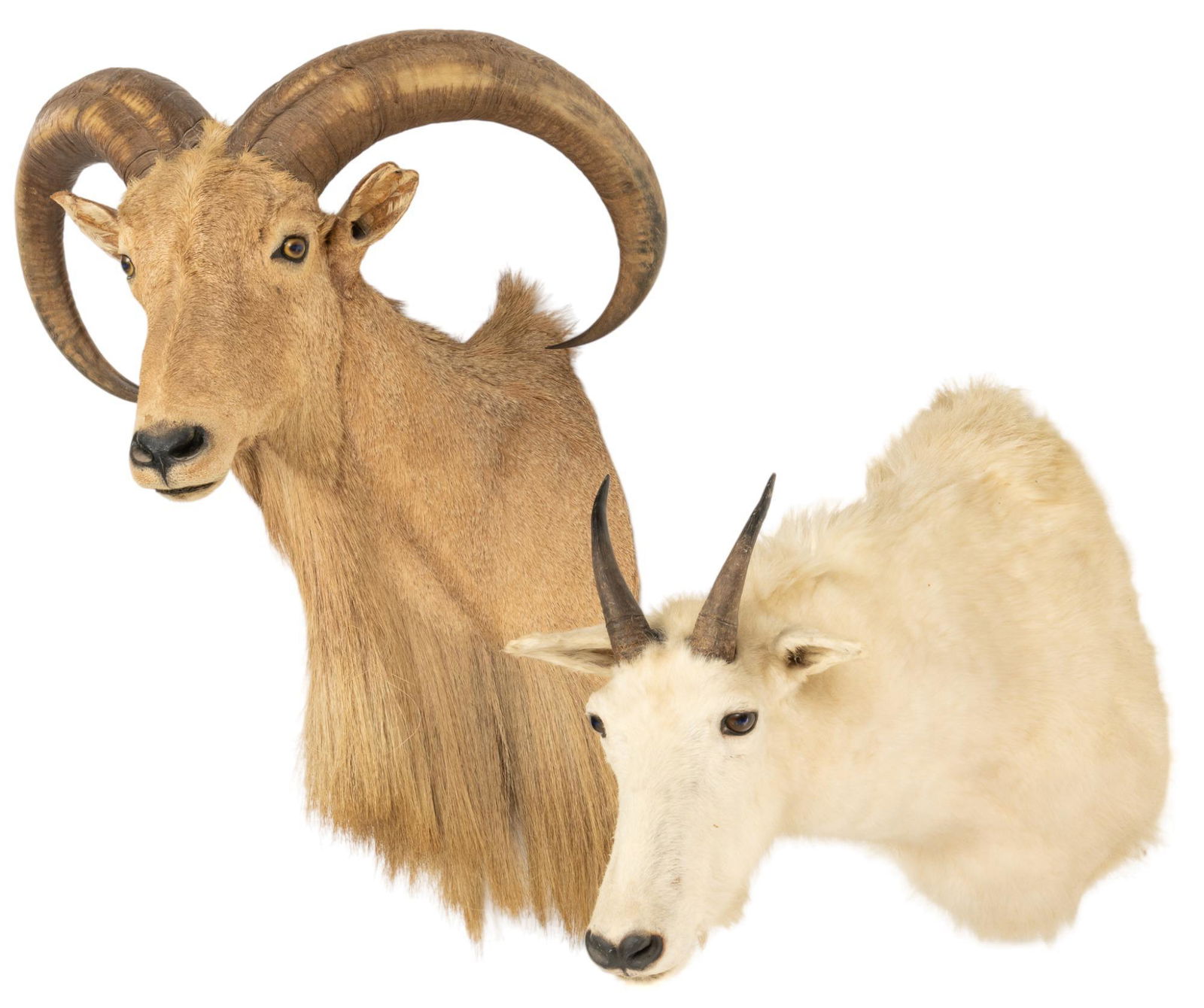 Aoudad and Rocky Mountain Goat Shoulder Mounts (1 of 4)